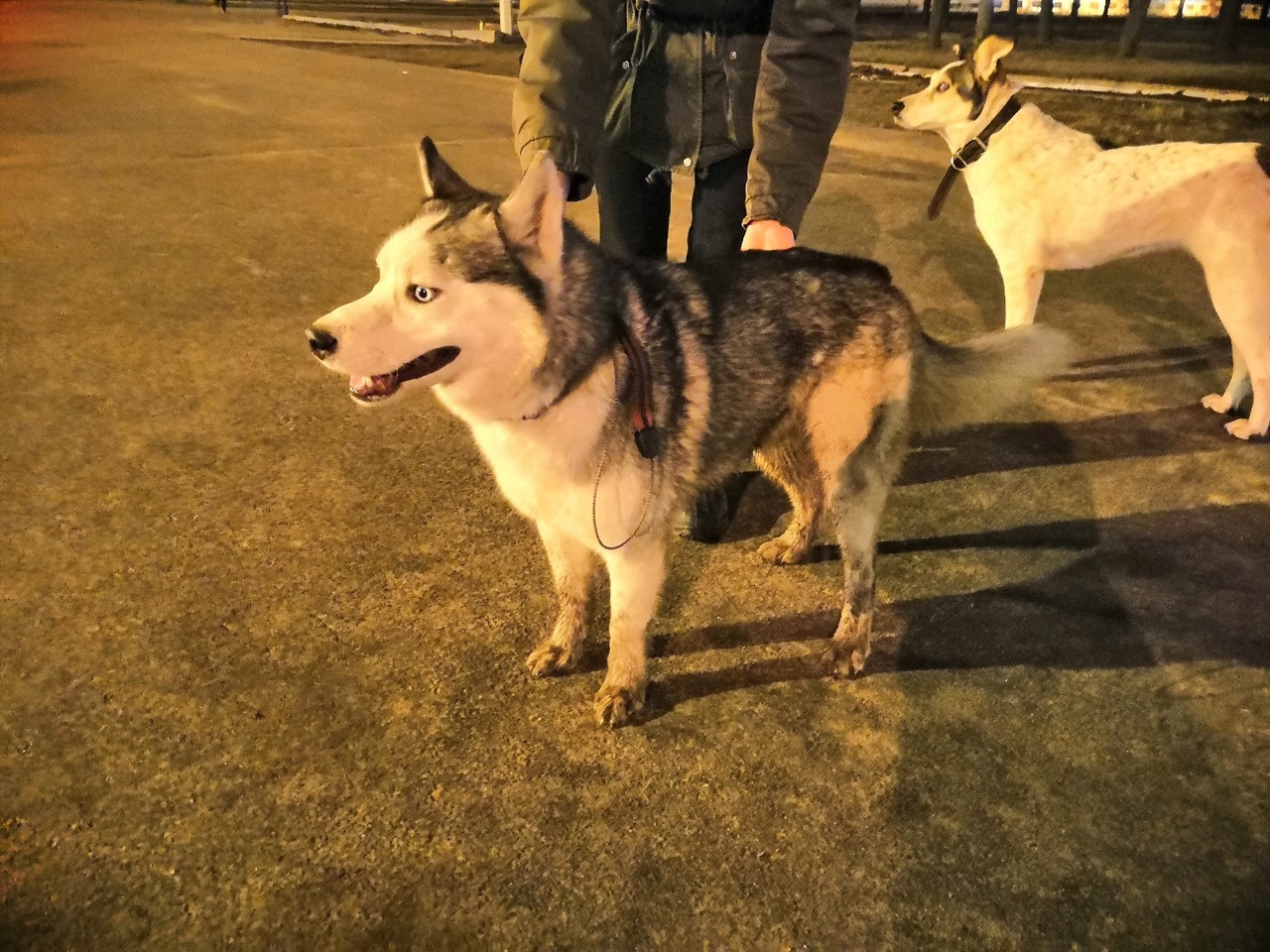 Found husky Saint Petersburg [Owner found] - No rating, Husky, Found a dog, Saint Petersburg, Longpost, Dog