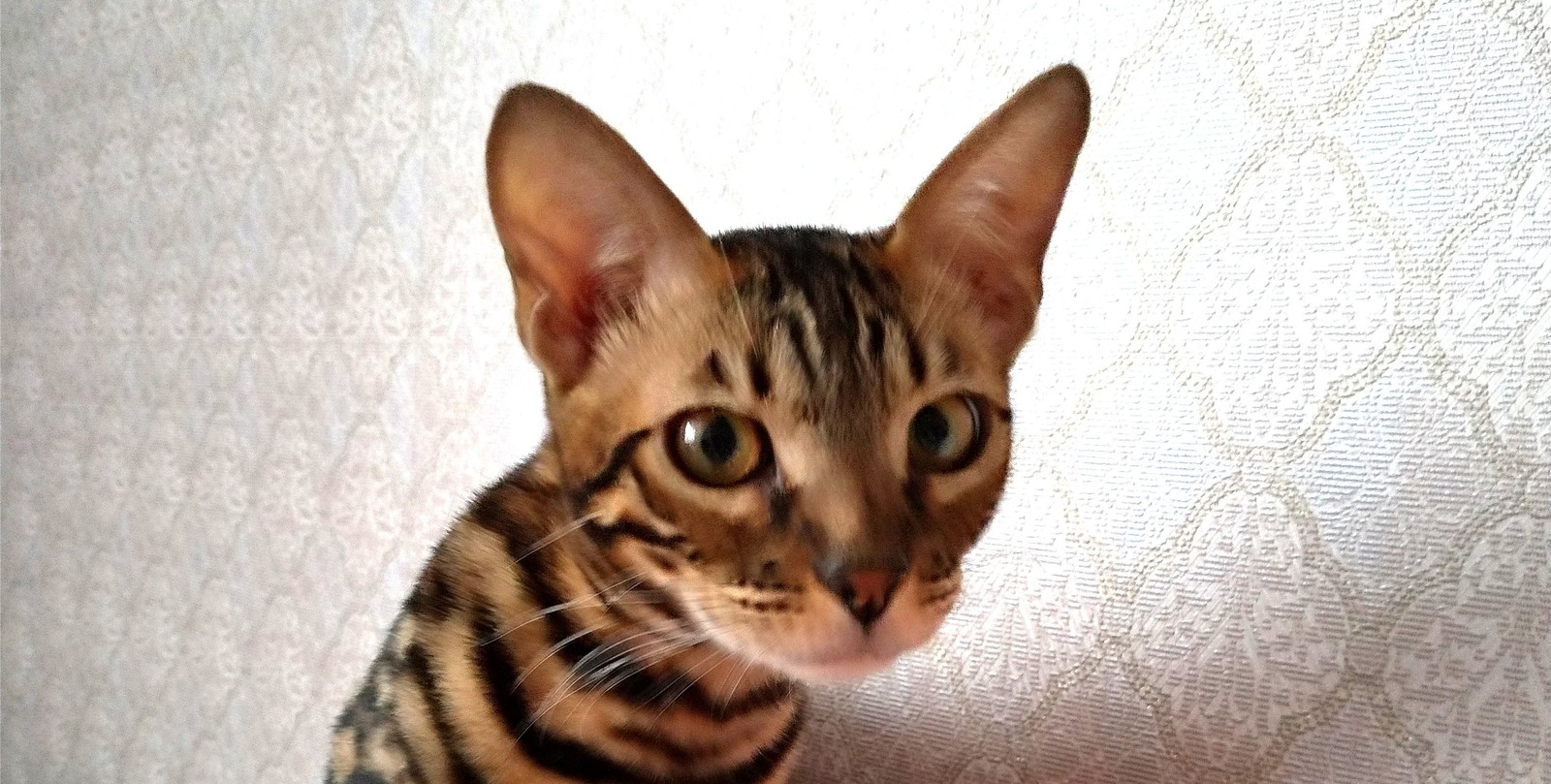 What the... - My, Longpost, cat, Bengal cat, Pets