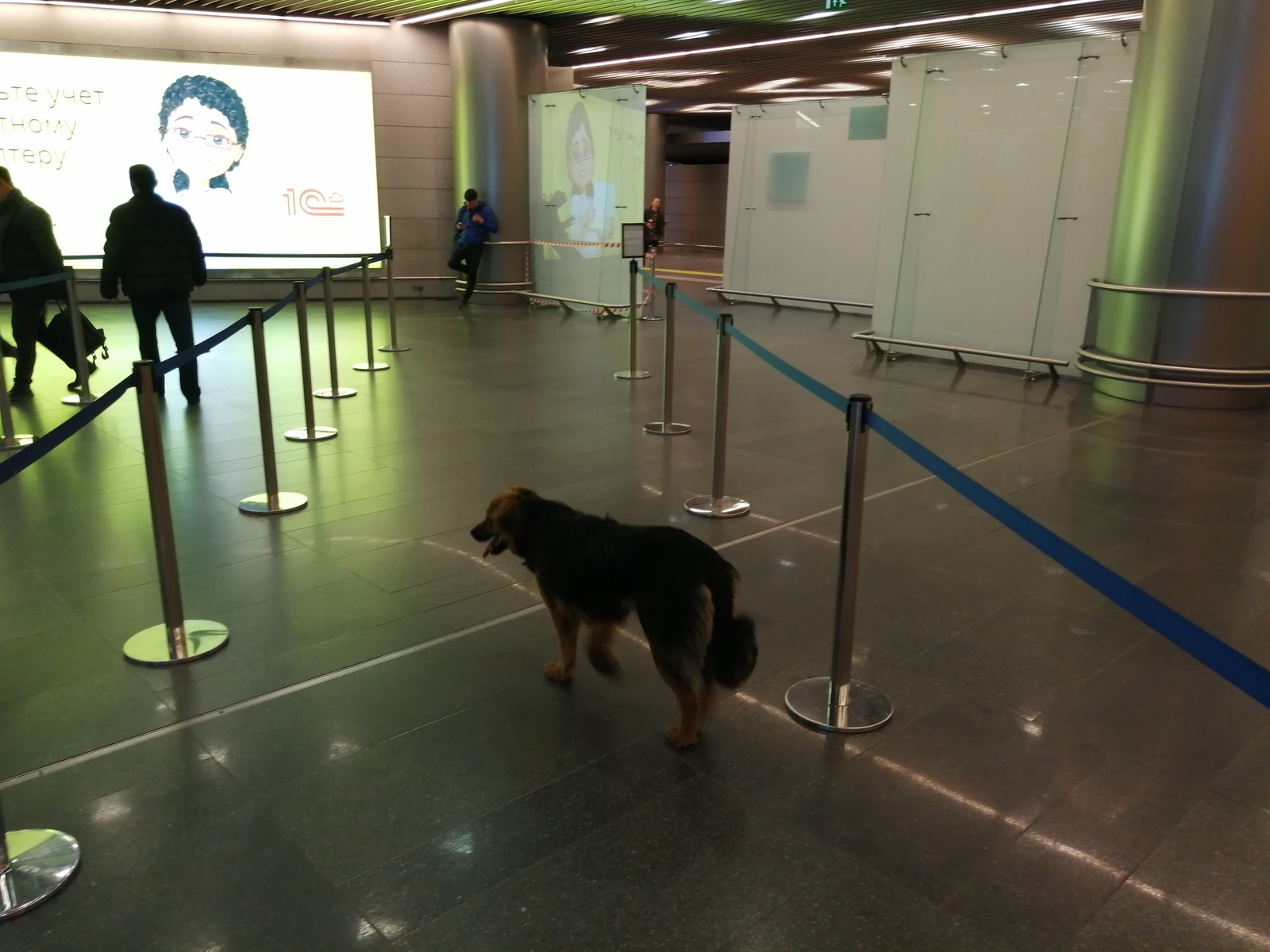 Safety in Vnukovo and a little in Pulkovo - My, Safety, Vnukovo, Pulkovo, Dog, Police, Longpost, Pets