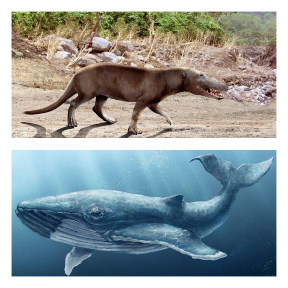 What did the land ancestors of marine animals look like? - My, Interesting, Evolution, Animals, Longpost, Yandex Zen, Copy-paste