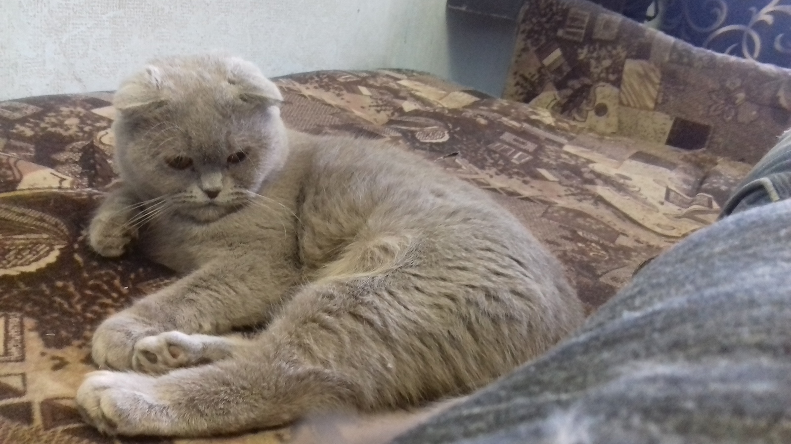 Kitten after sterilization. - My, cat, Scottish lop-eared, Milota, Longpost, Pets