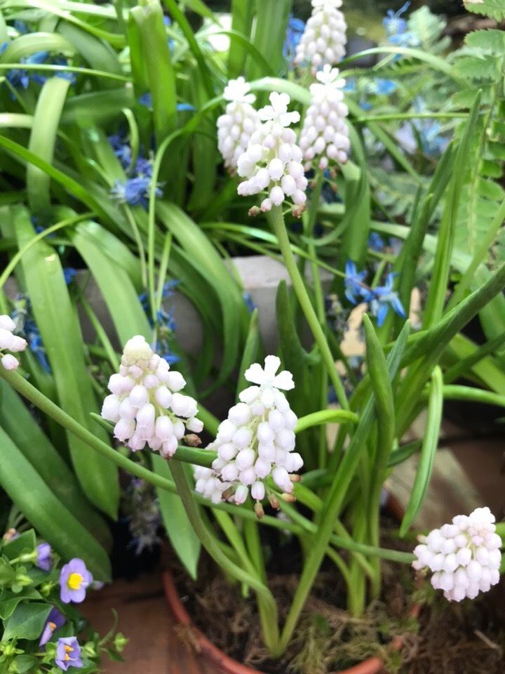 Flowers. - The photo, Flowers, Snowdrops, Longpost, Snowdrops flowers