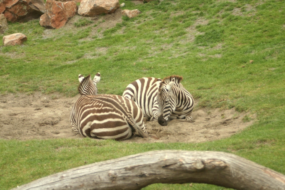 Different animals sleep in different positions - why? - The national geographic, Nature, Kangaroo, hippopotamus, Elephants, Longpost