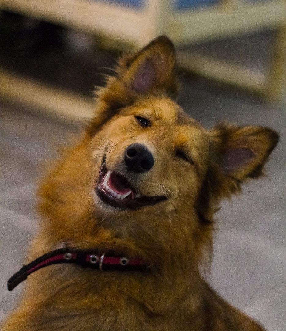 Smiling dog Mandarin - My, Dog, Shelter, Kaluga, The photo, Longpost, Pets