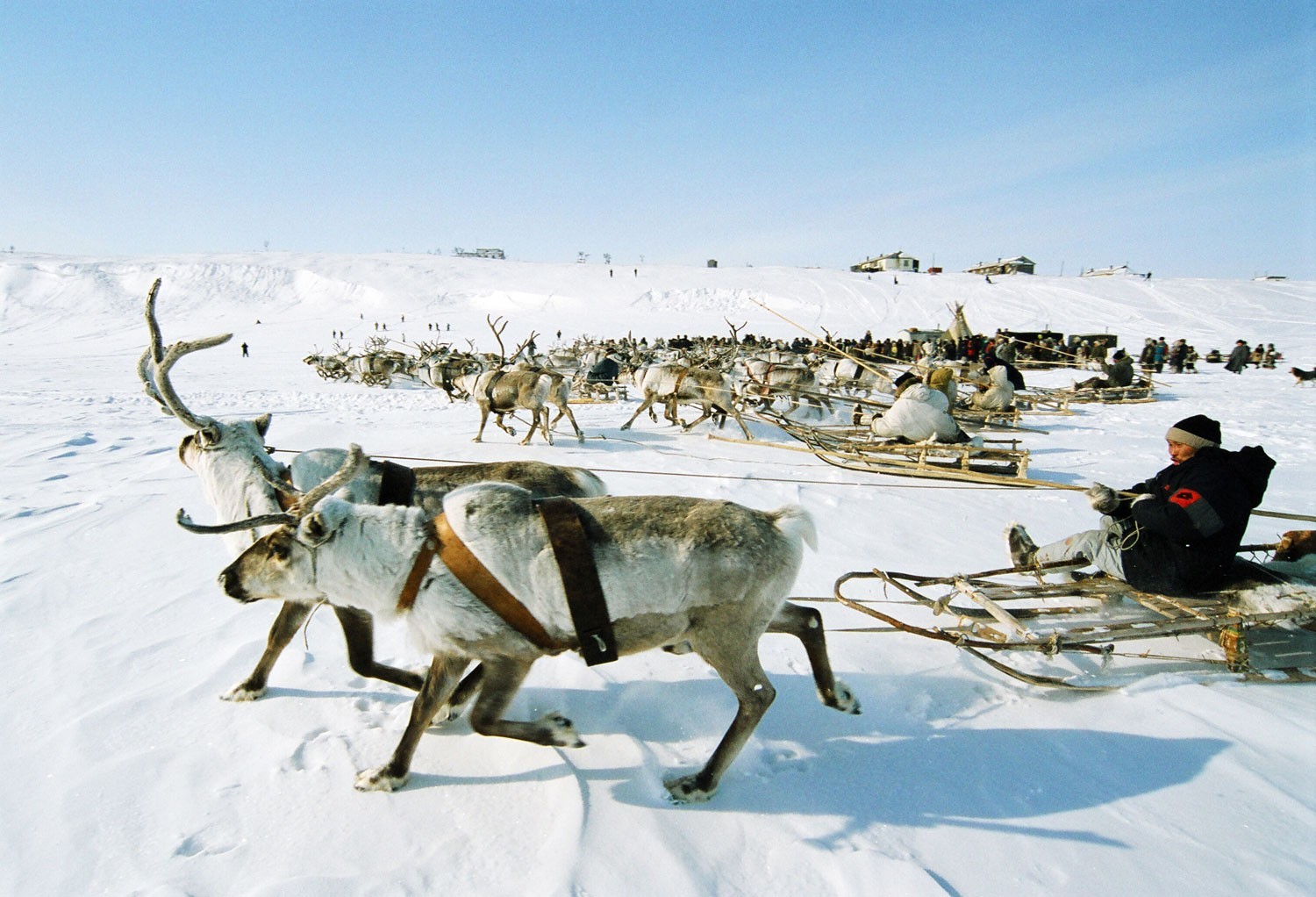 Reindeer team is racing along the railroad! - My, Taimyr, Reindeer, Sled, Dolgans, Railway, Longpost