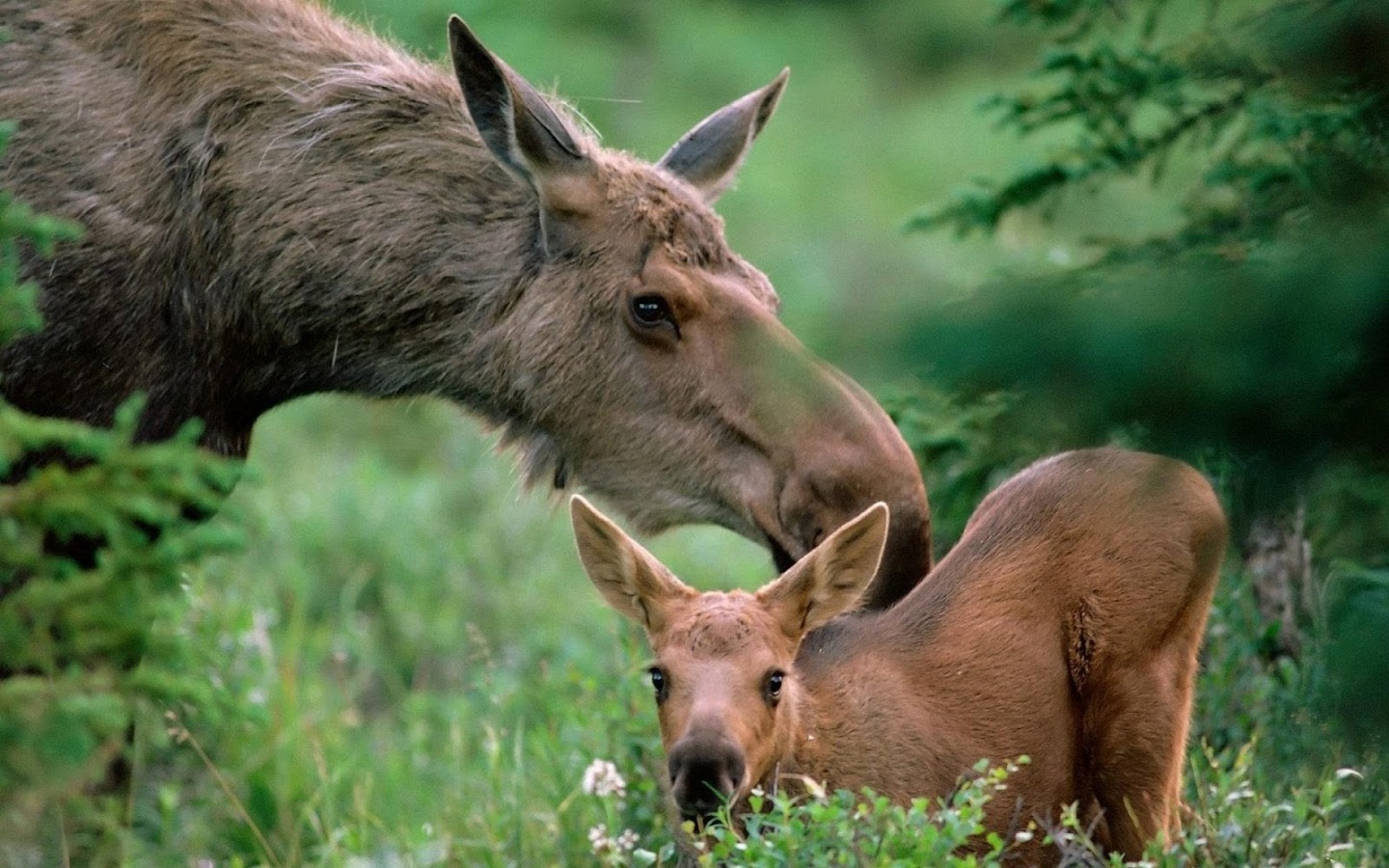 Let's help the moose! - No rating, Elk Island, Петиция, Reserve, Reserves and sanctuaries