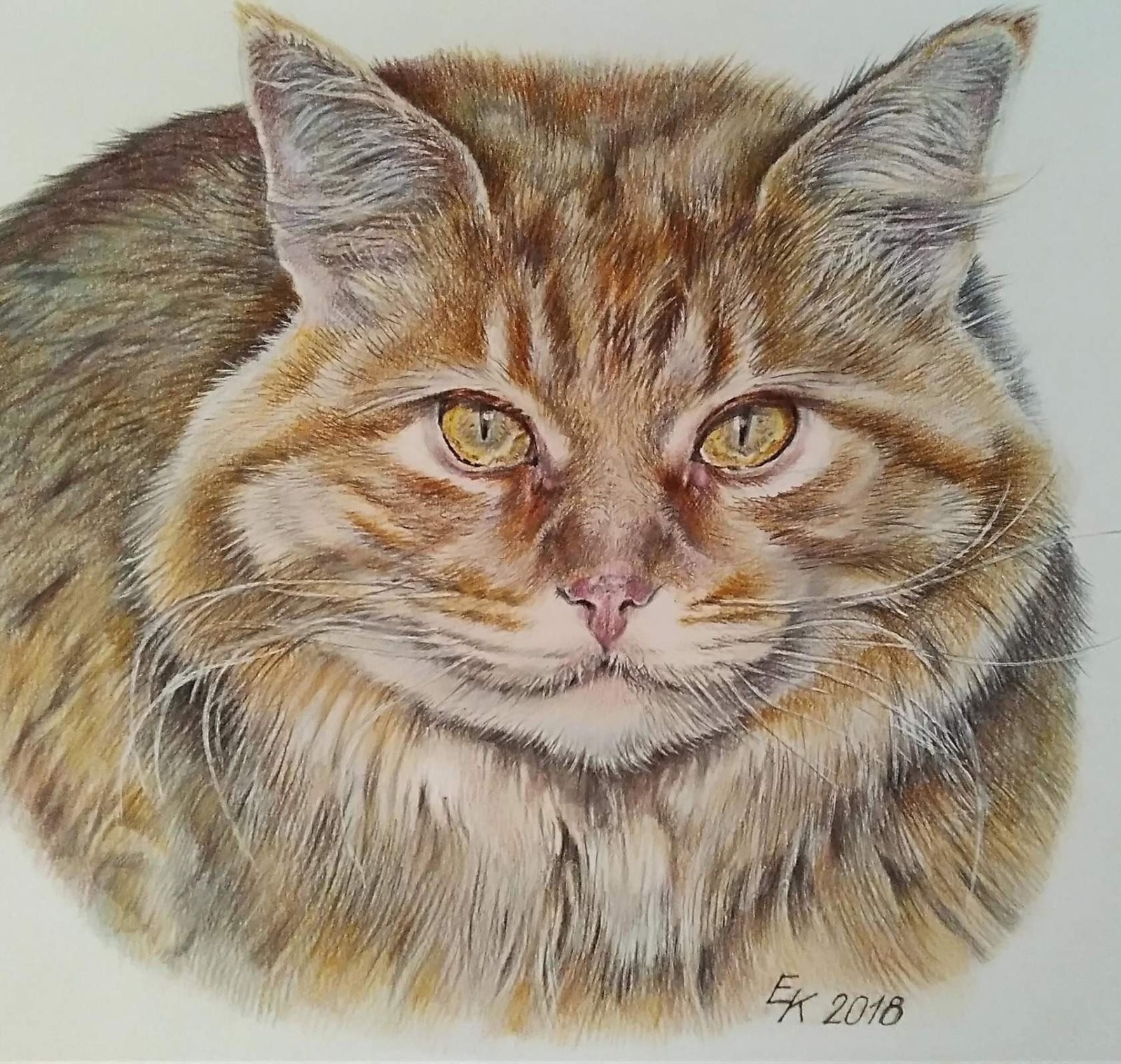 Greetings, dear members of the group! I draw in graphic technique with colored pencils. Part 1. - My, Portrait, cat, Drawing, Longpost