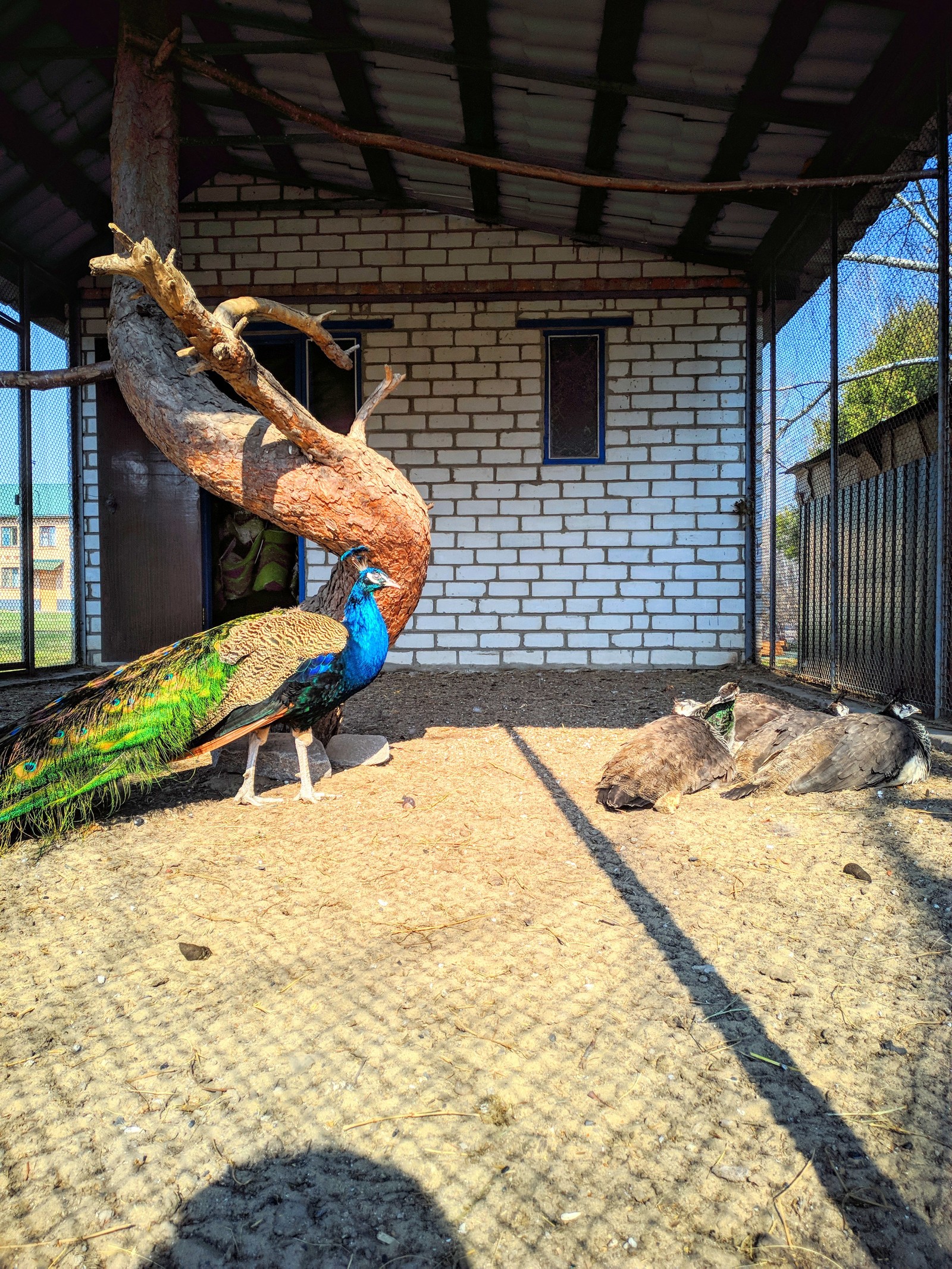 native species - My, Nature, The photo, Forest, River, Village, The street, Peacock, Longpost