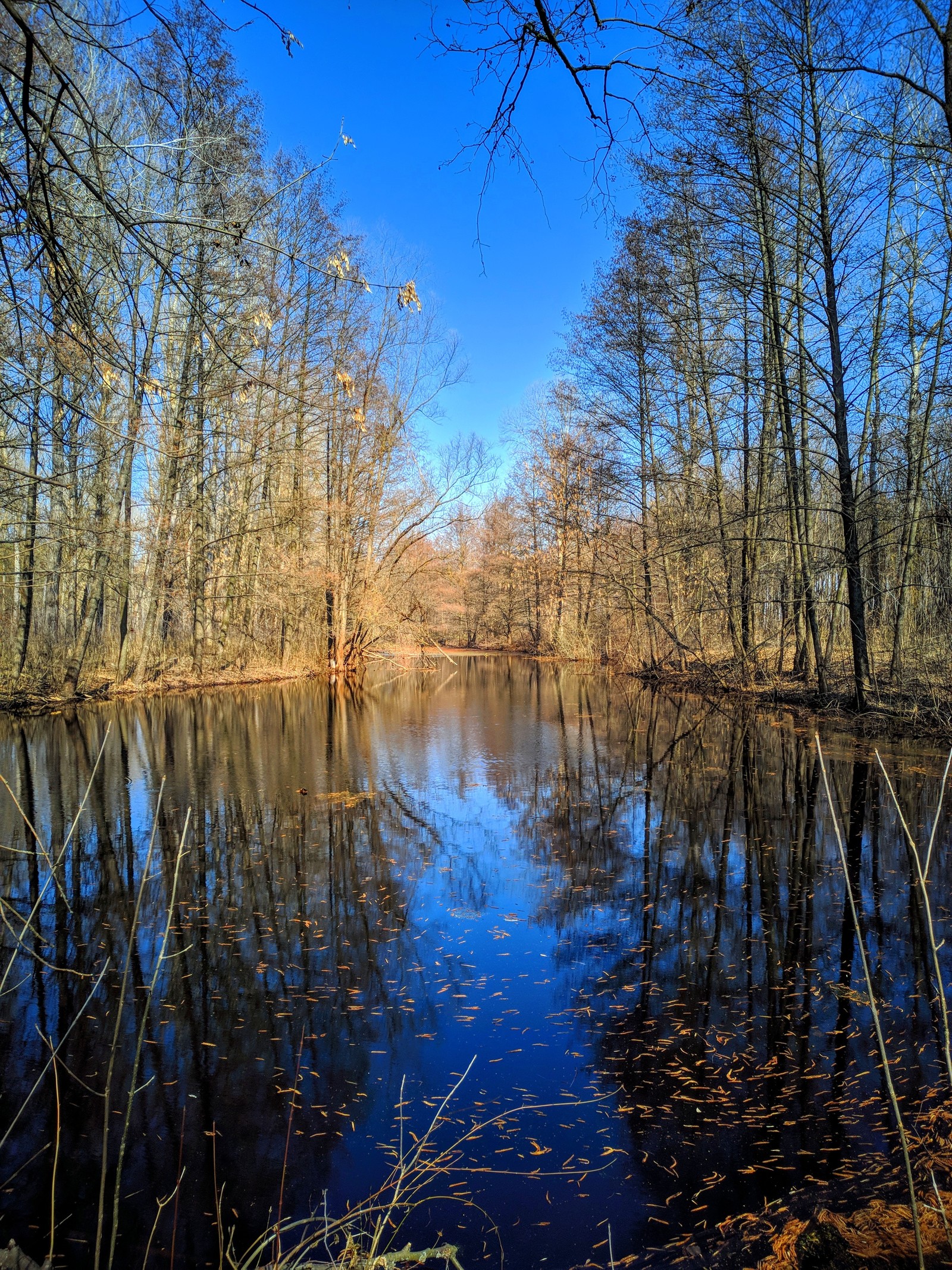 native species - My, Nature, The photo, Forest, River, Village, The street, Peacock, Longpost