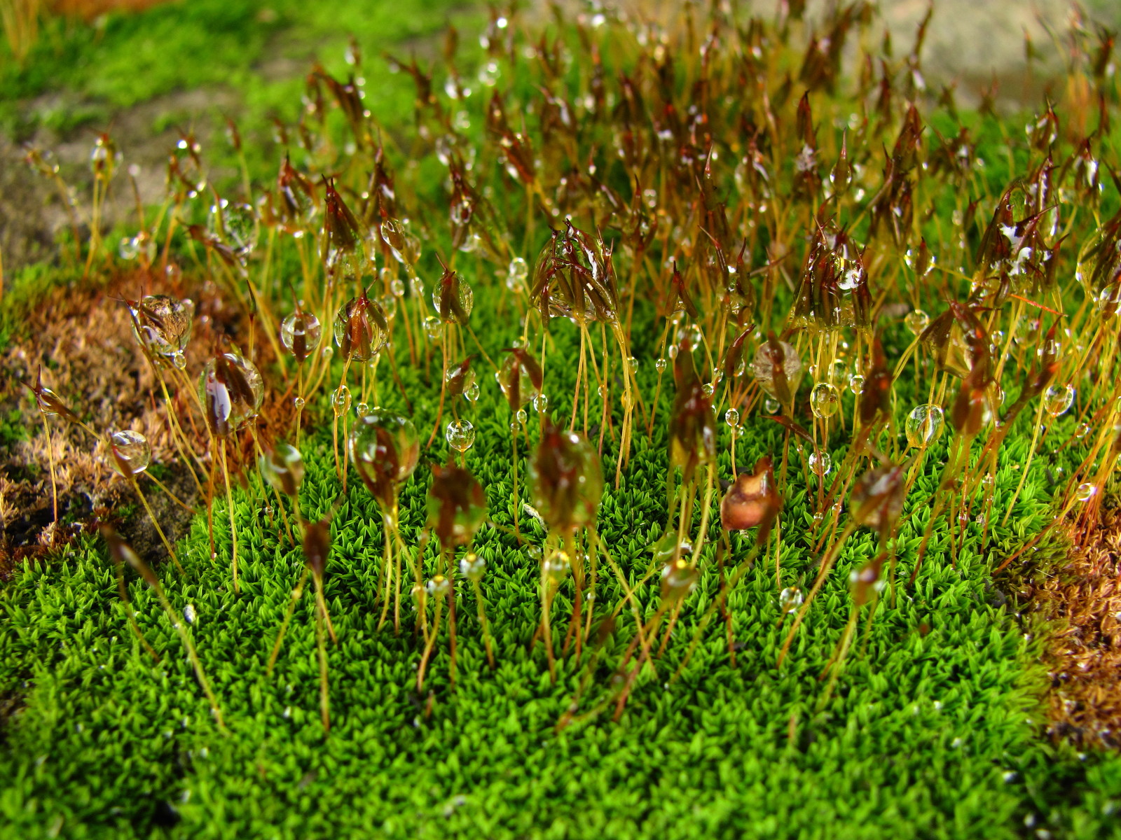 Aliens - My, Spring, Moss, Rain, , Beginning photographer, Longpost