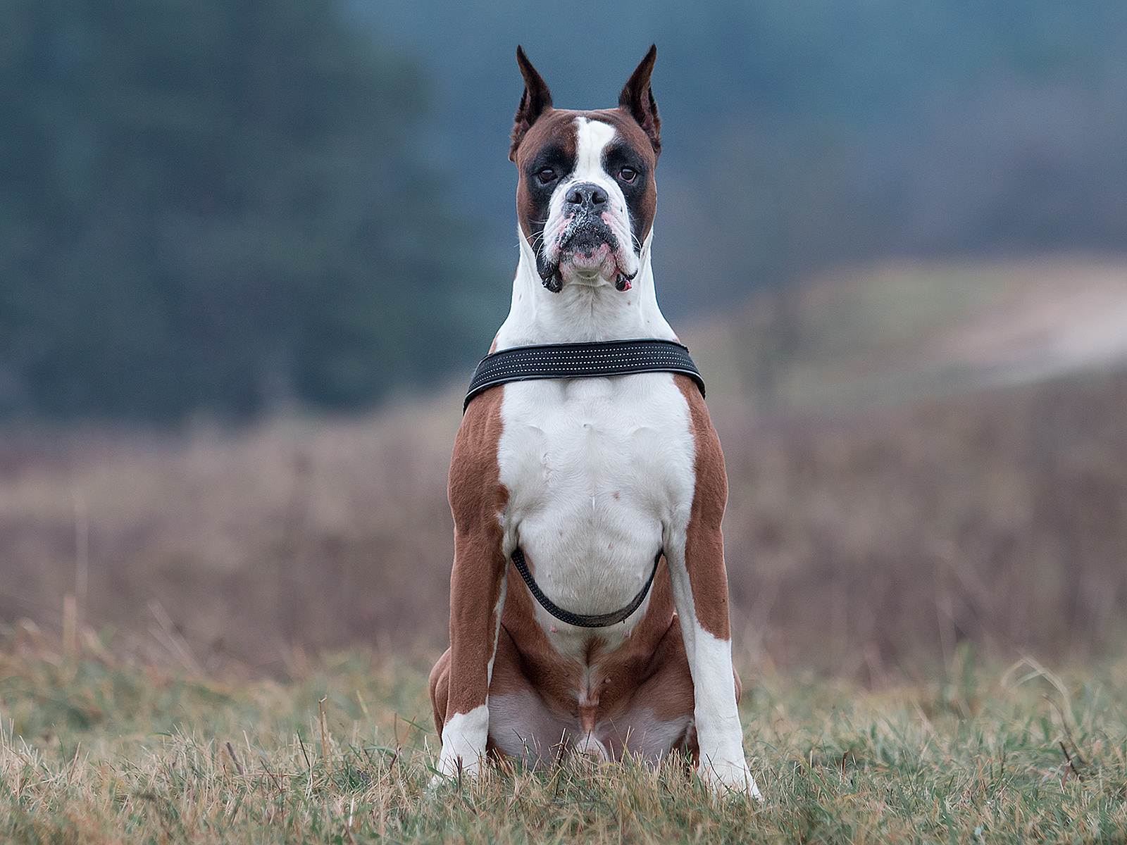 Boxer - My, Dog, The photo, Animals, Longpost