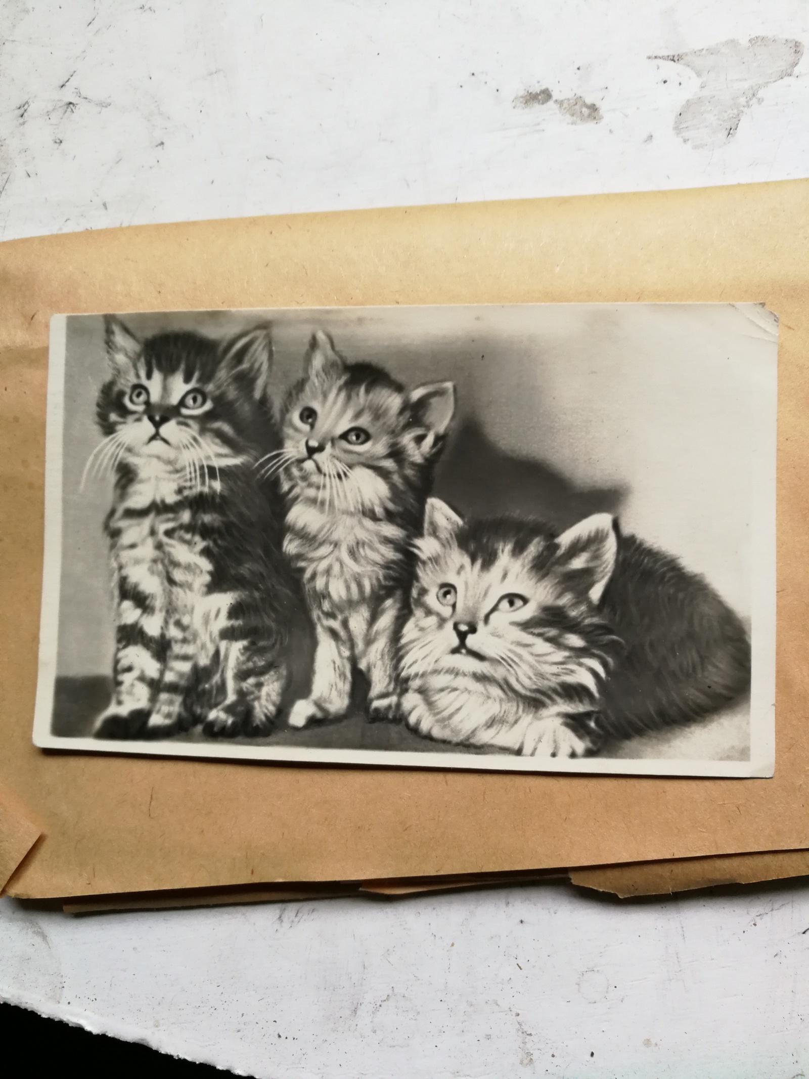 Postcards of the USSR - My, Postcard, the USSR, Longpost, Kittens