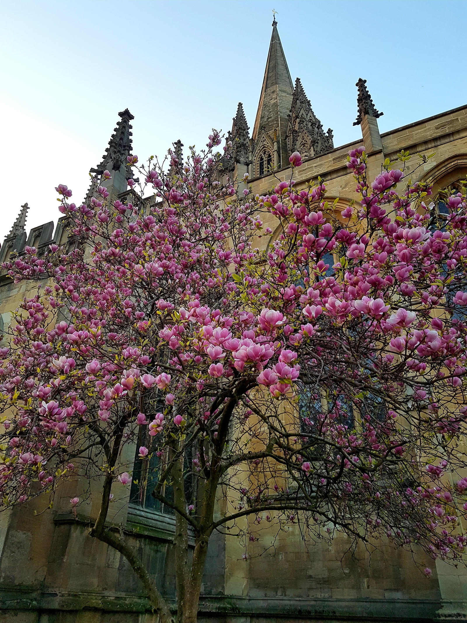 Spring in England - My, Spring, England, Flowers, Oxford, Longpost, The photo