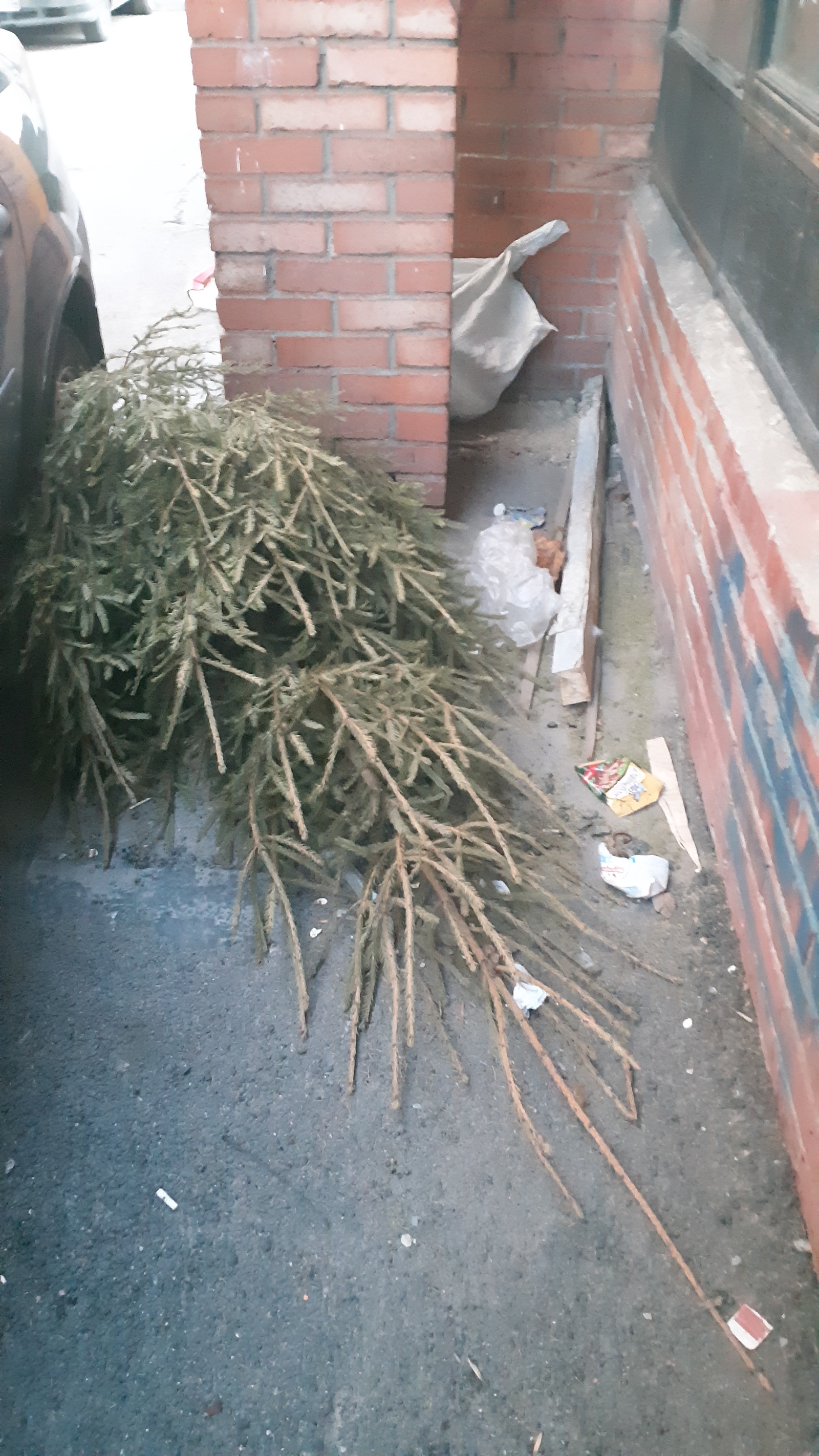 It's never too late - Christmas tree, The photo, Garbage, Find