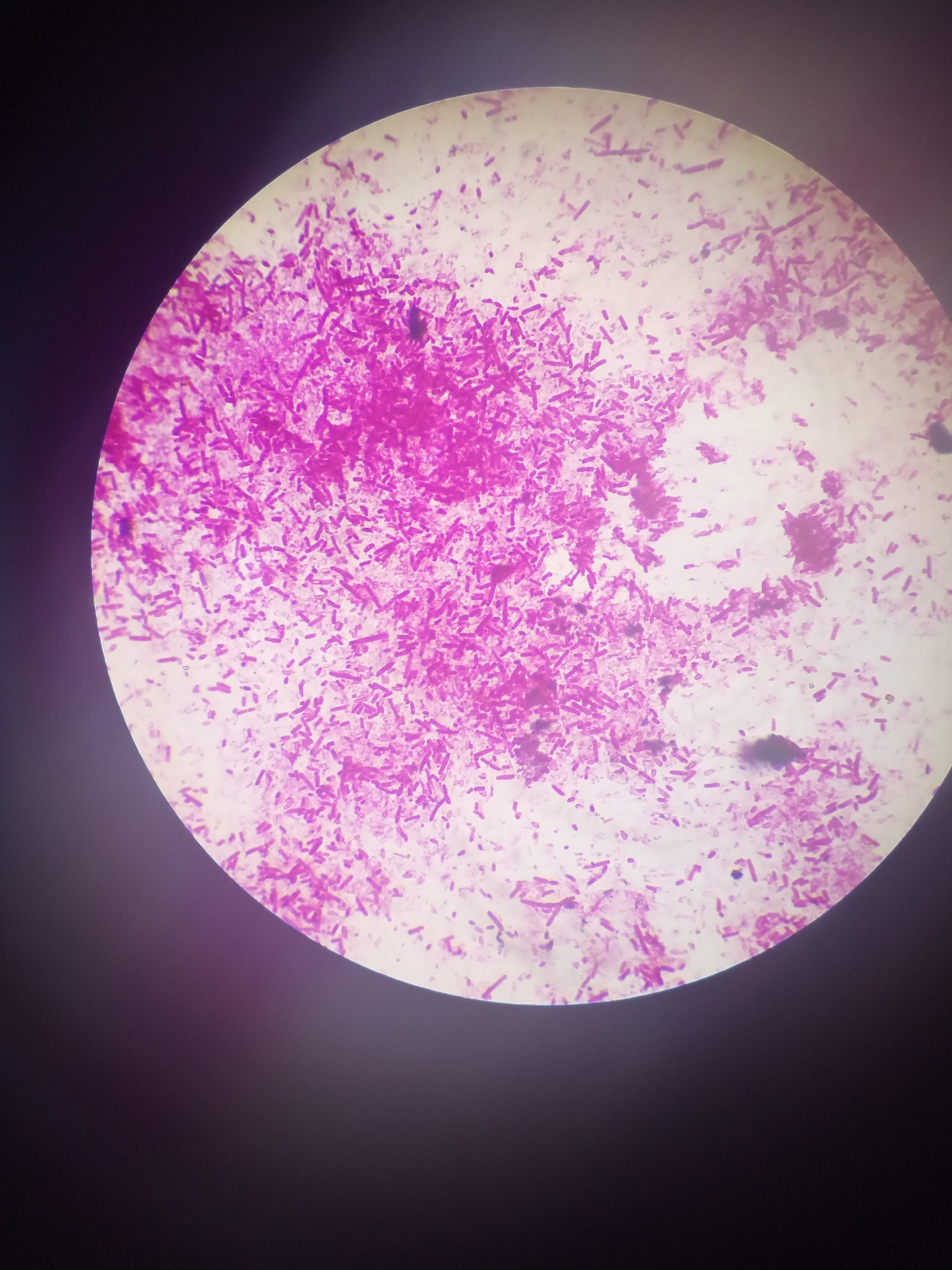 Here's some more microbiology for you. - Microbiology, Microscope, Longpost