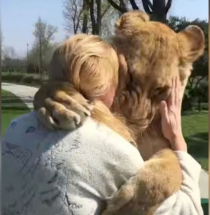 A touching meeting of a woman and lions after a long 7 years. She raised them from childhood. - Female, a lion, Meeting, Women