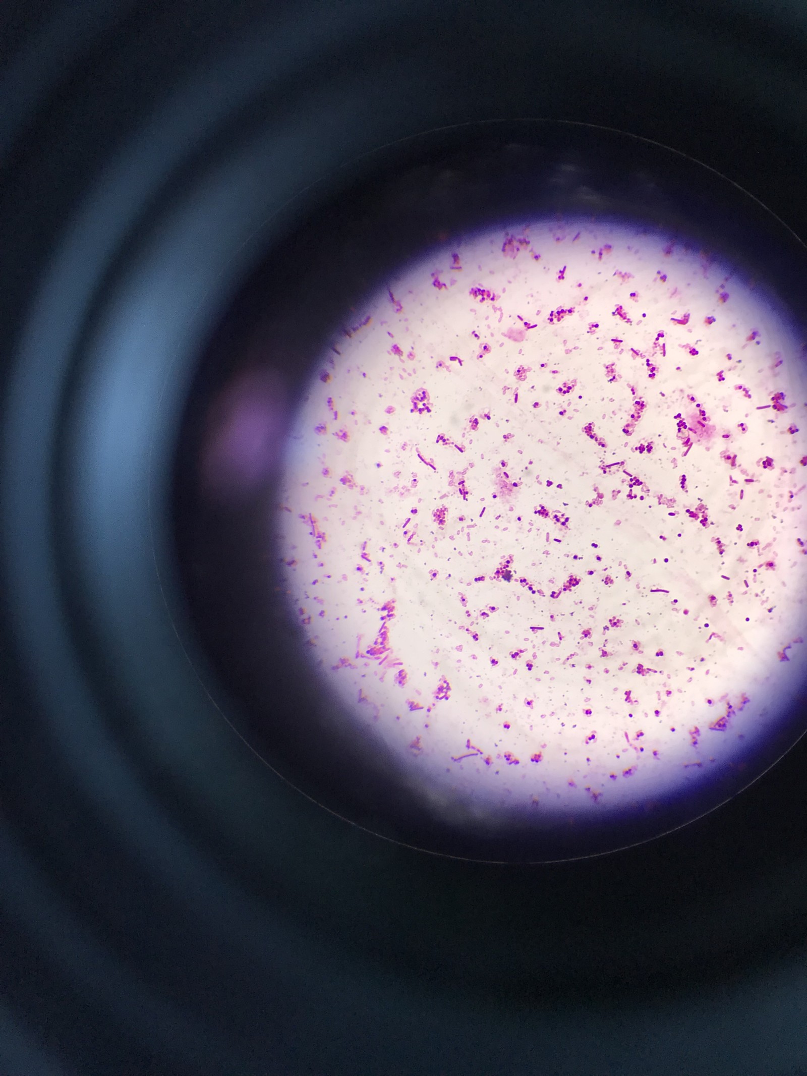 Here's some more microbiology for you. - Microbiology, Microscope, Longpost