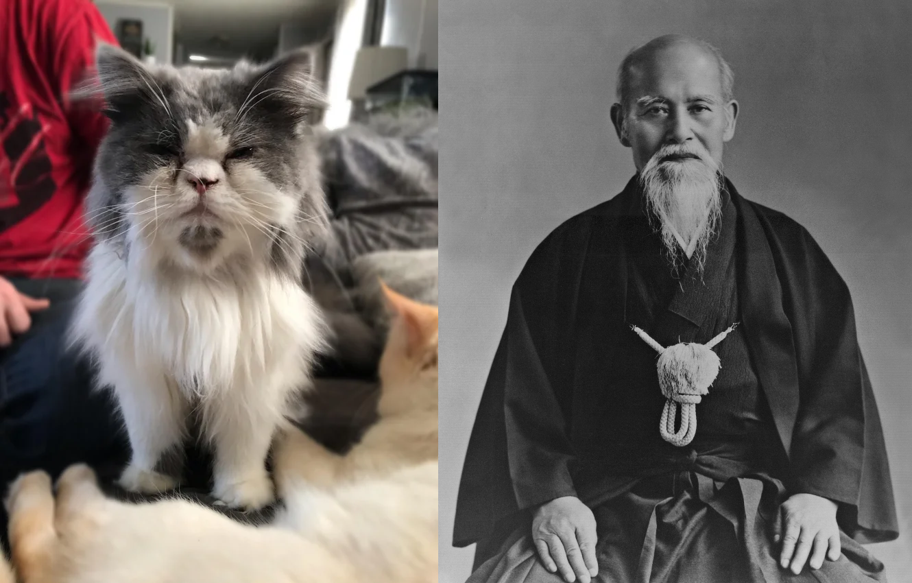 Similar? - Pets, Sage, cat, The photo, Reddit