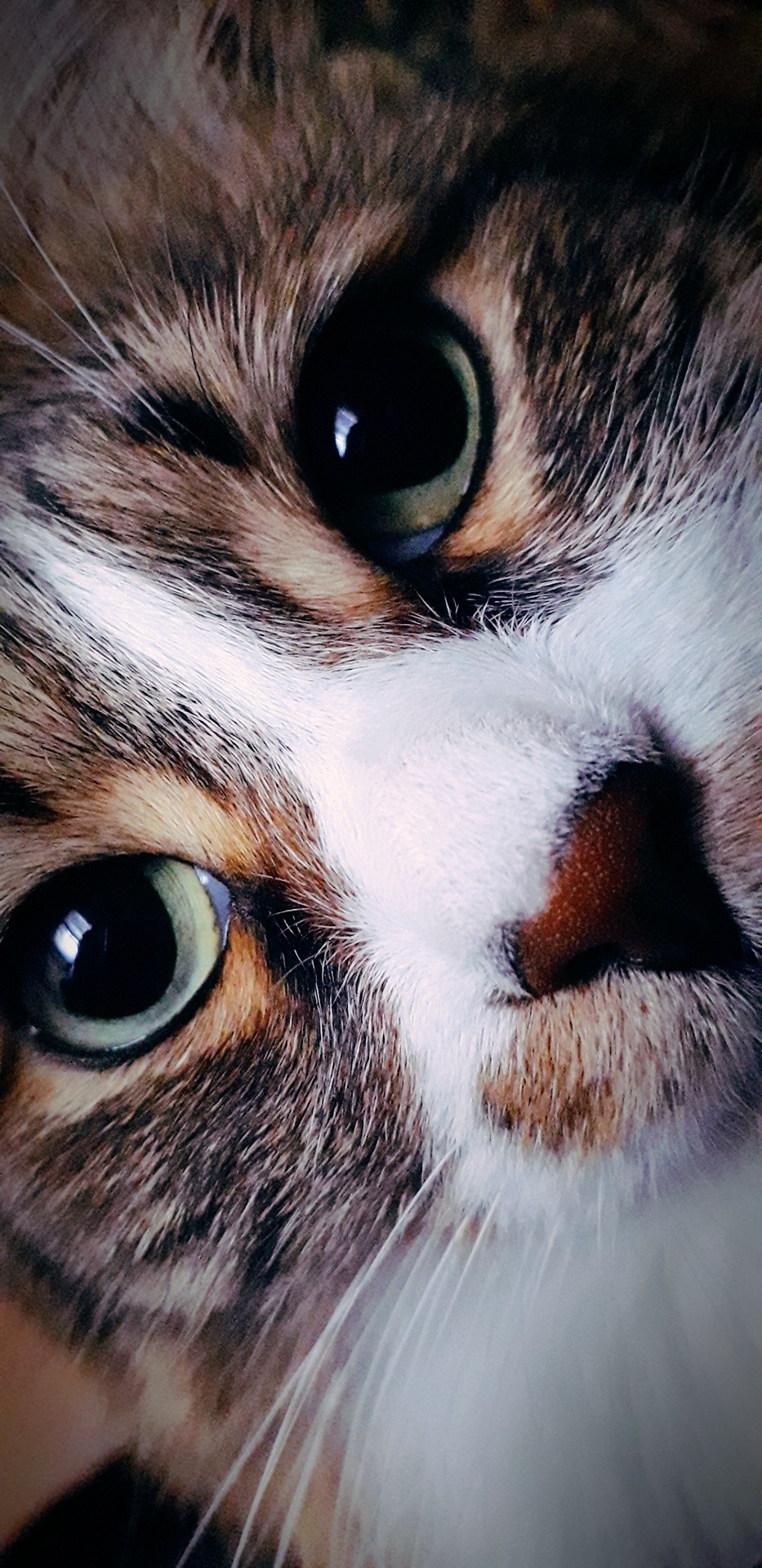 These eyes ... - My, cat, Pet, Friend, Pets