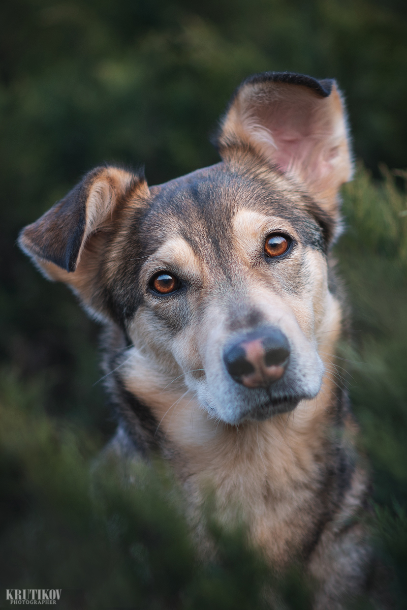 Portrait of my dog. - My, Dog, Mestizo, Portrait, The photo, Animalistics, Nikon D750