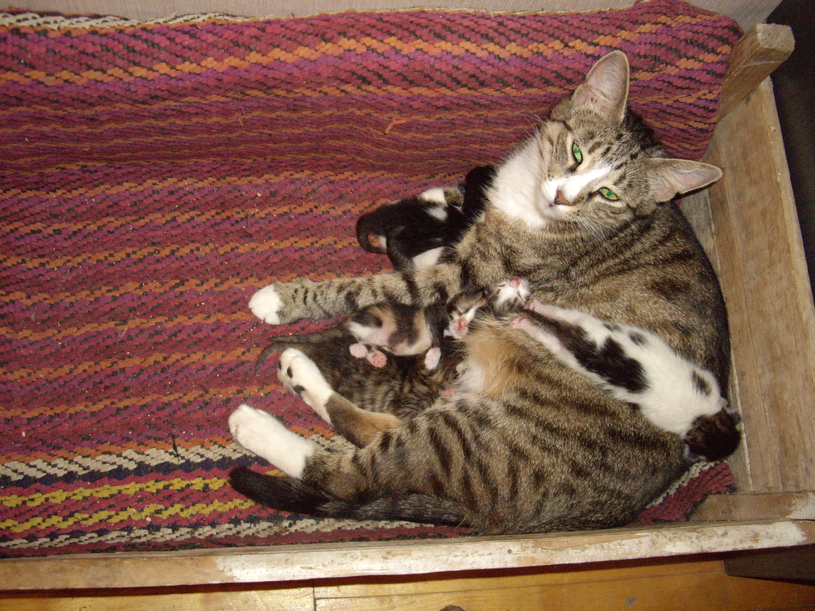 Typical mother of many children - My, cat, Milota, Pets, Kittens