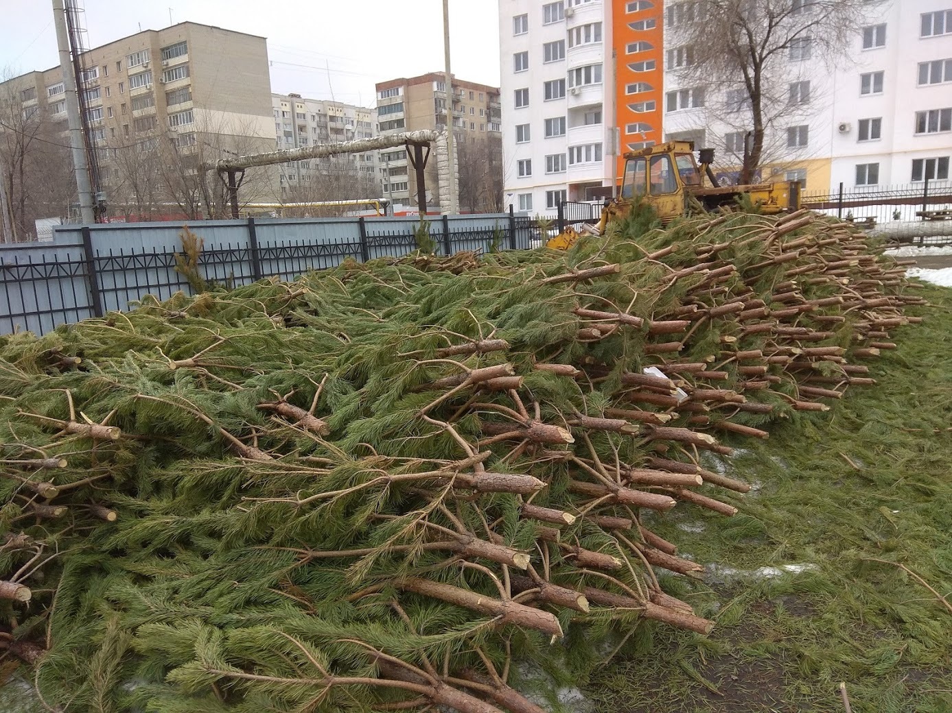 Christmas tree market in April. Saratov. Sad. - My, Traditions, Christmas Tree Bazaar, Christmas trees, Customs, Wildness, Longpost