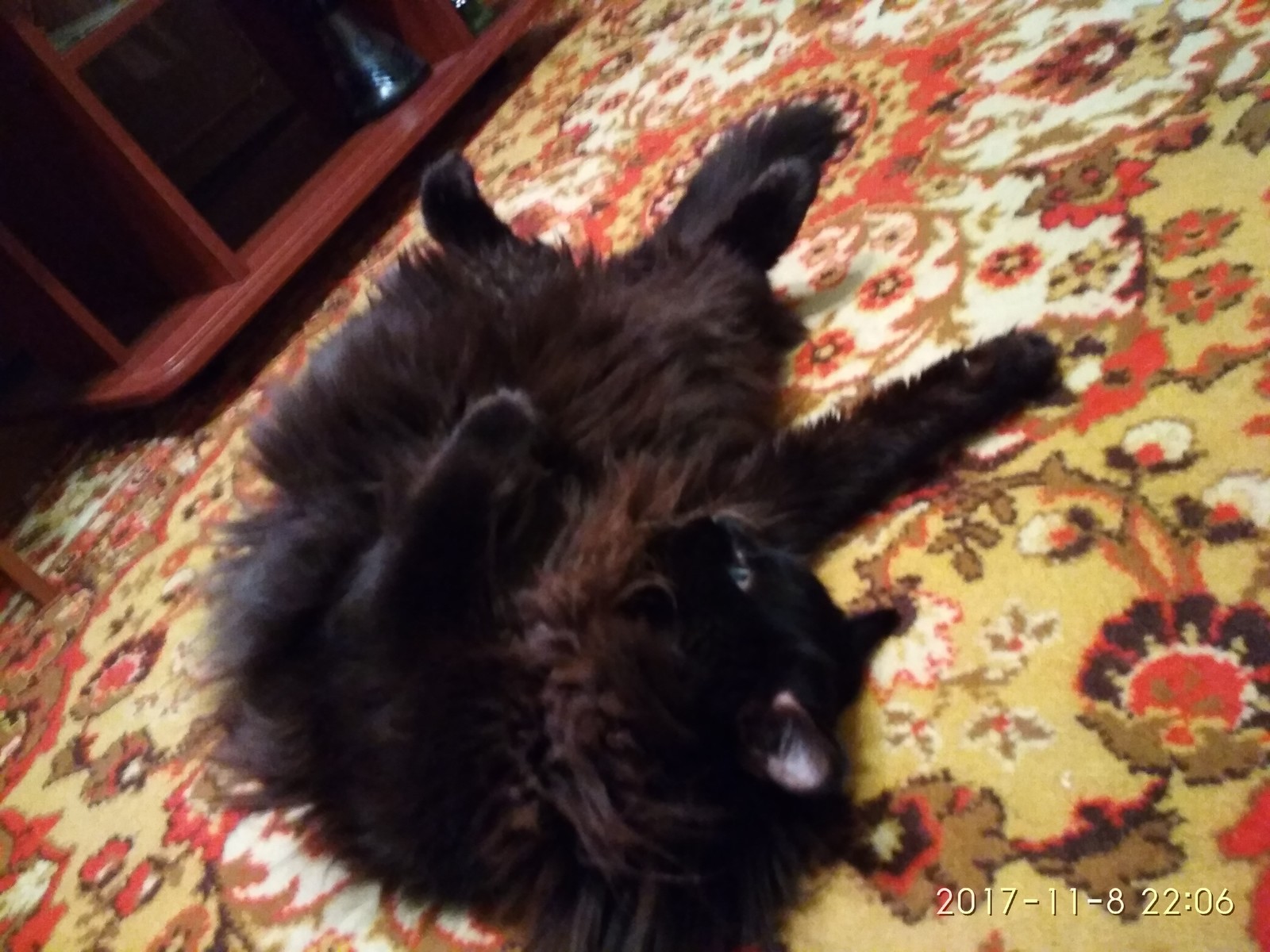 The cat is resting - My, cat, Fluffy, Upside down with your paws, Longpost