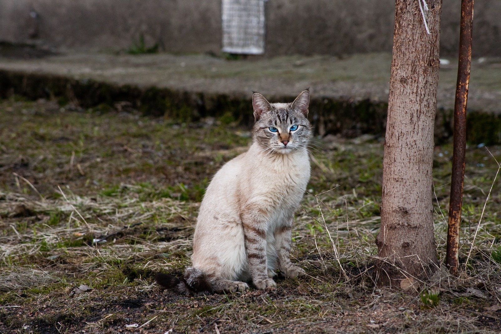 Cat - My, cat, The photo, Walk