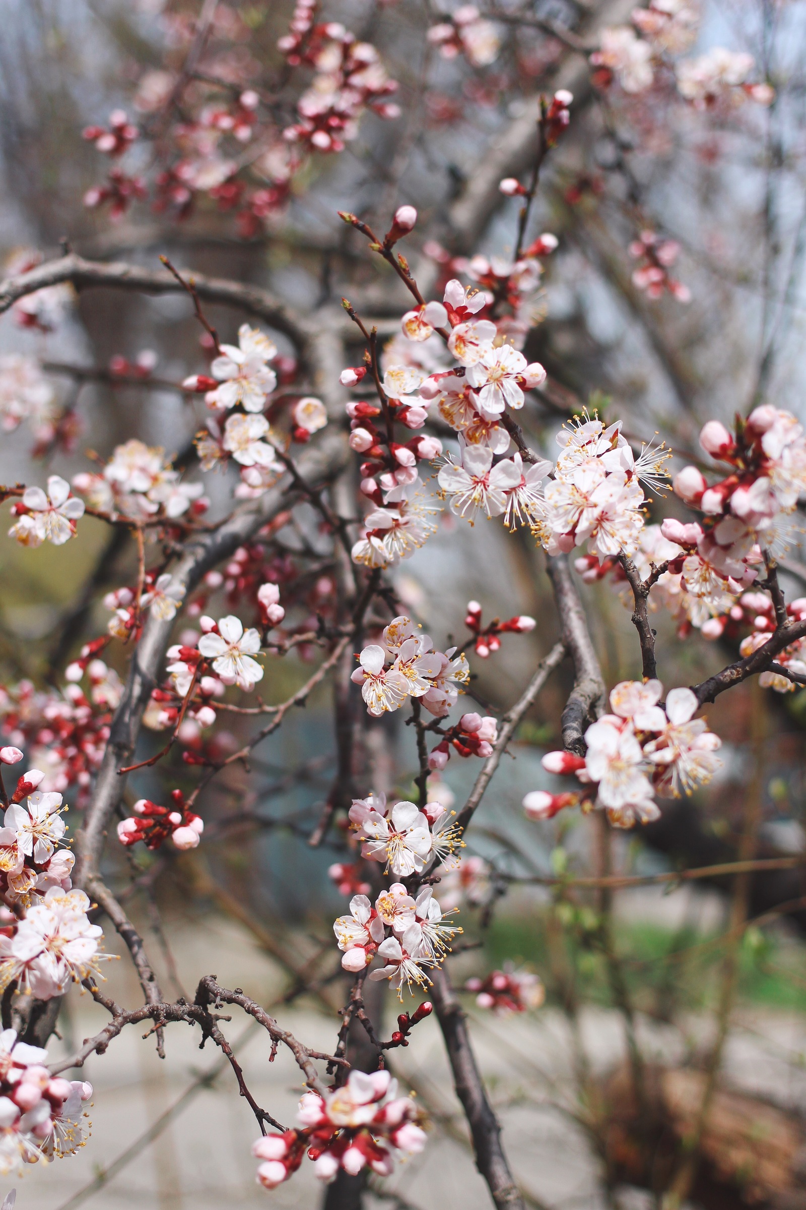 Has Spring already arrived in your city? - My, Macro, Nature, Flowers, Spring, The photo, Bloom, Longpost, Tree, beauty of nature, Macro photography