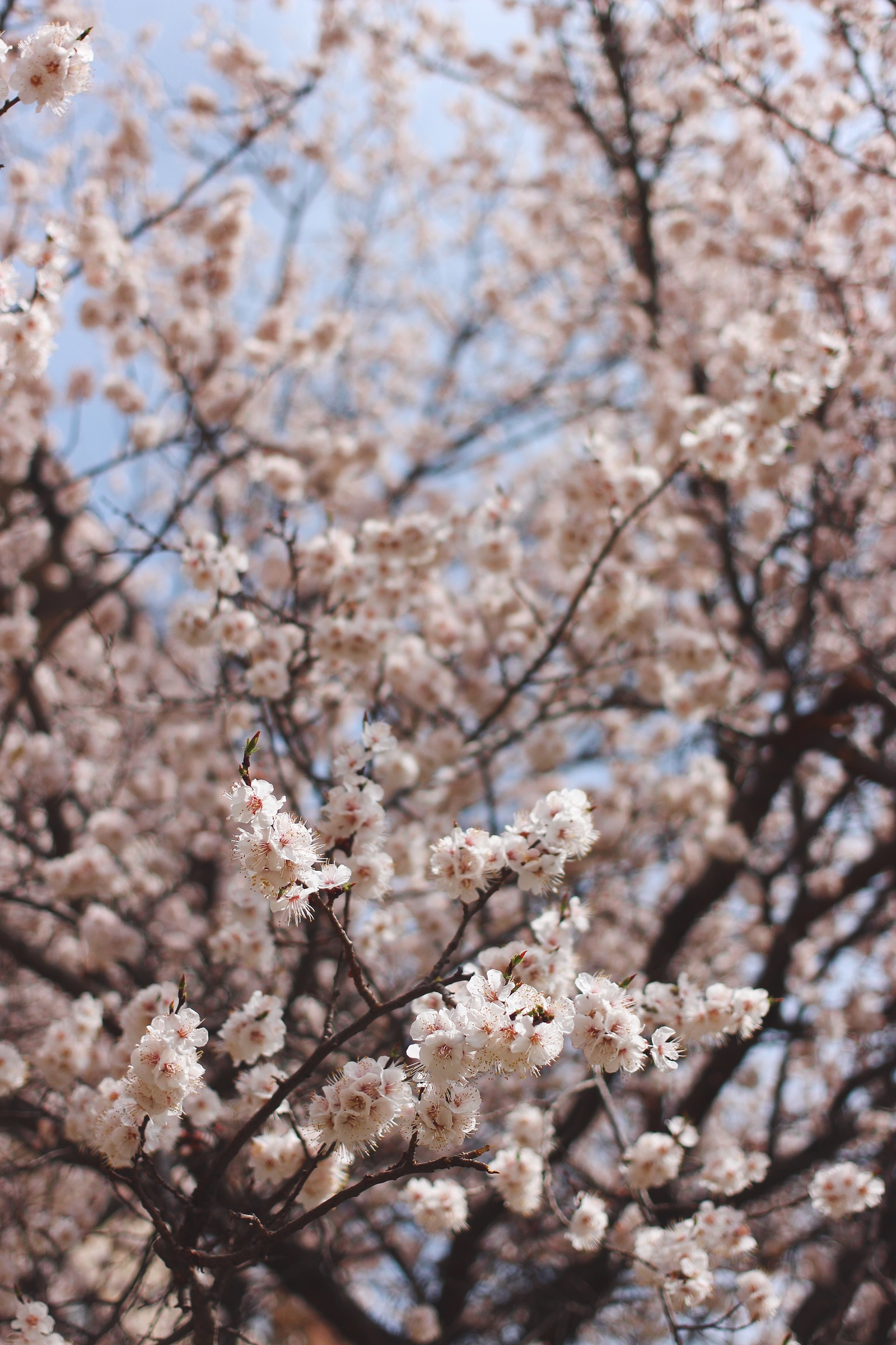 Has Spring already arrived in your city? - My, Macro, Nature, Flowers, Spring, The photo, Bloom, Longpost, Tree, beauty of nature, Macro photography