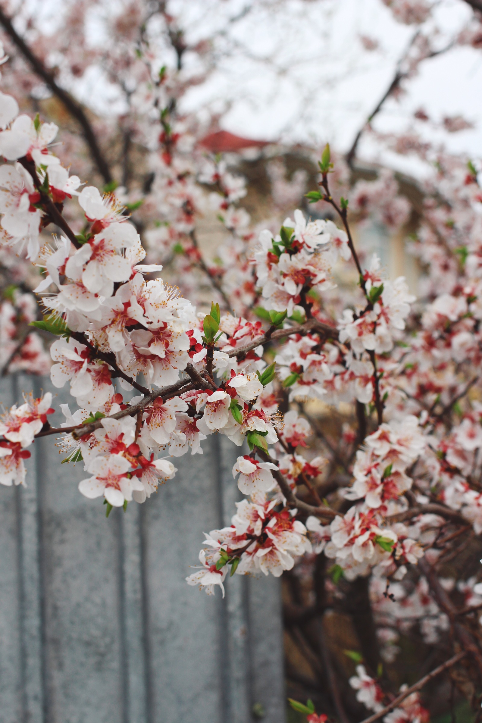 Has Spring already arrived in your city? - My, Macro, Nature, Flowers, Spring, The photo, Bloom, Longpost, Tree, beauty of nature, Macro photography