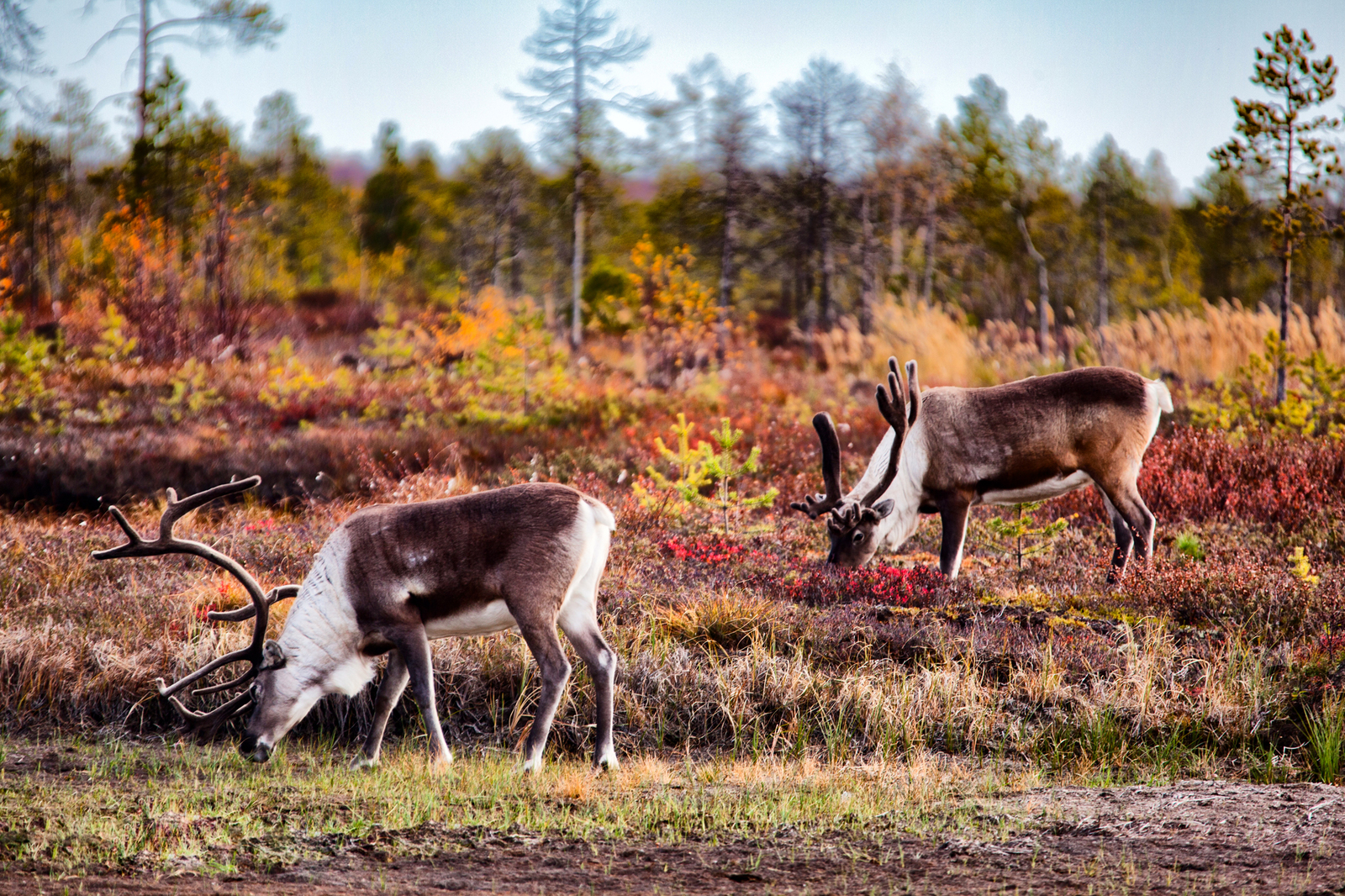 Siberia, autumn - My, Siberia, Lyantor, KhMAO, Autumn, Deer, Nature, Longpost, Deer