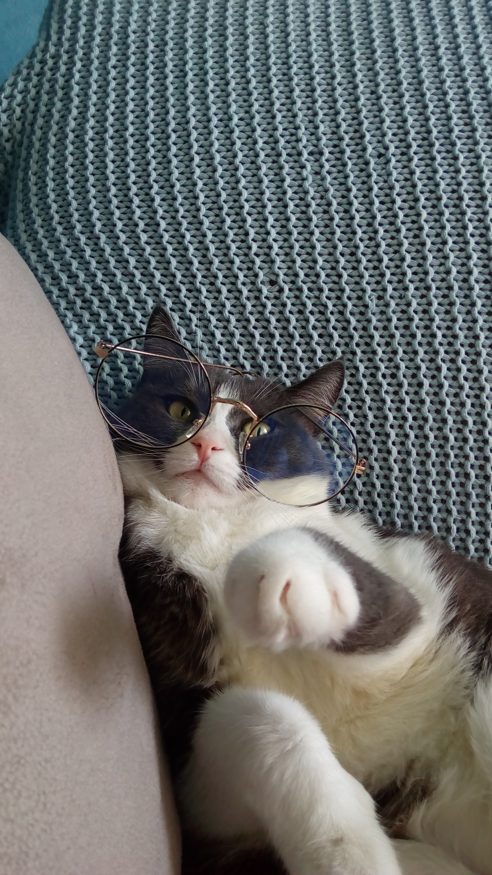 You! Live to the board! - My, cat, Milota, Glasses, Seriousness, Paws, Teacher of the Year