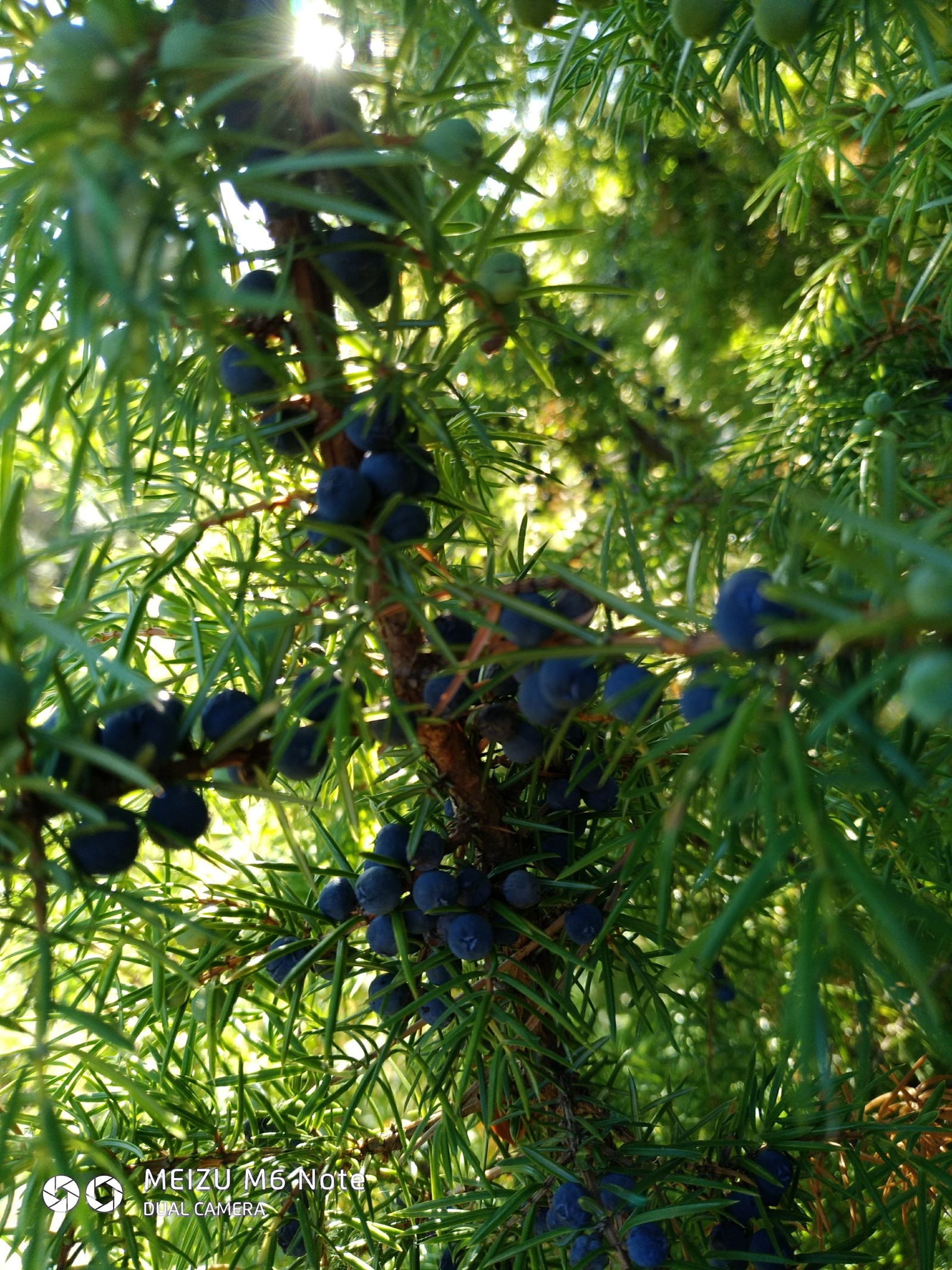 Juniper - My, Juniper, Photo on sneaker, Nature