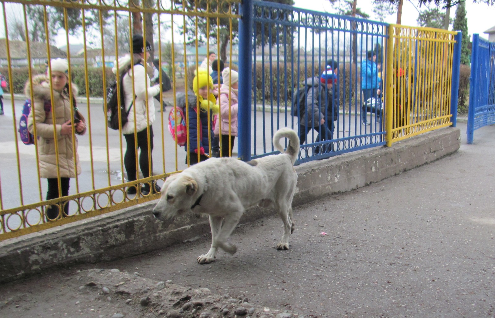 Fight back as best we can - My, Stray dogs, Children, Danger, Video, Longpost