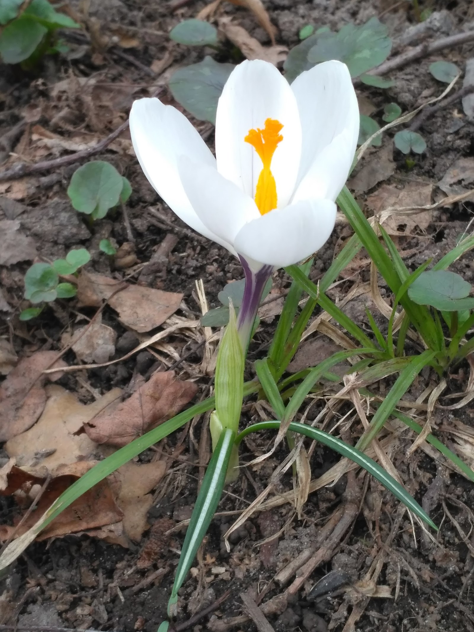 The further into the forest, the closer I got out. - My, The photo, Crocus, Primroses