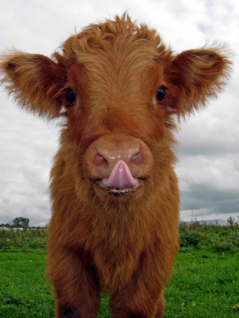 Gradations - Calf, Cow, Longpost, Pets