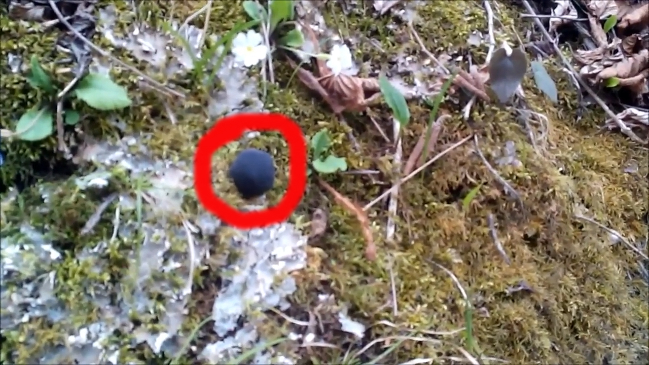 WHAT IS THIS ALIEN BEING OR AN ANOMAL BALL IT MOVES - My, Ball, Mysterious, Unidentified, Sensation, news, Rare anomalies, UFO, Inexplicable