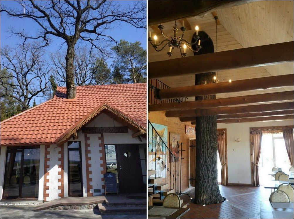 Wood and house - Tree, House, Interior