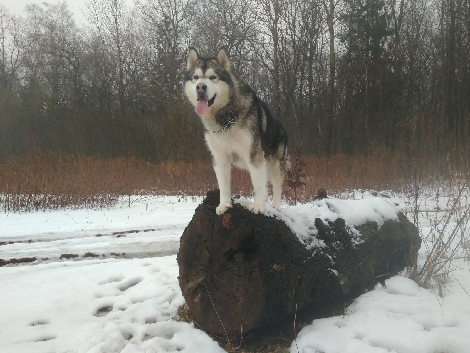 Ragnarkin everyday life - My, Dog, Alaskan Malamute, Longpost