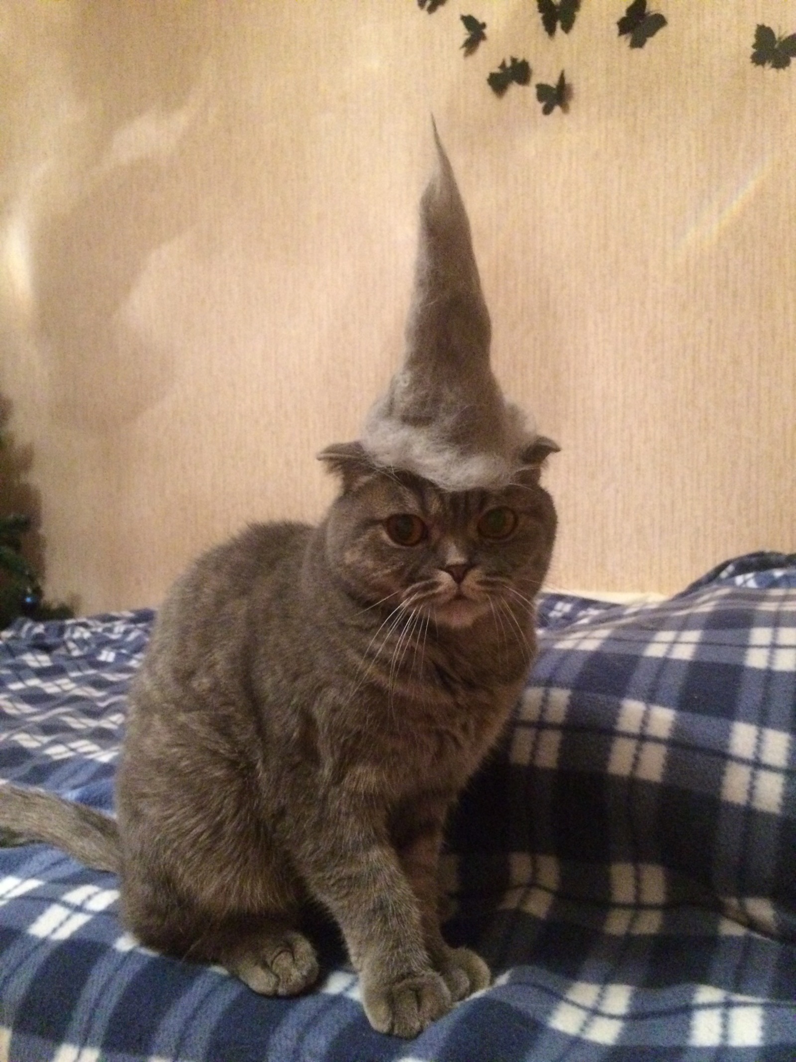 Pendalf gray - My, Benjamin, cat, Catomafia, Gandalf, Hat