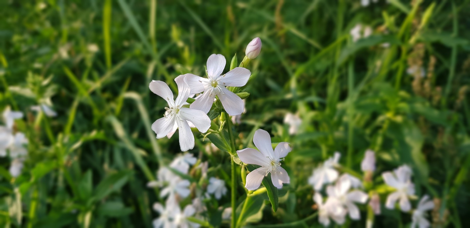 Spring is in your feed. - My, Spring, Heat, Macro photography, Longpost