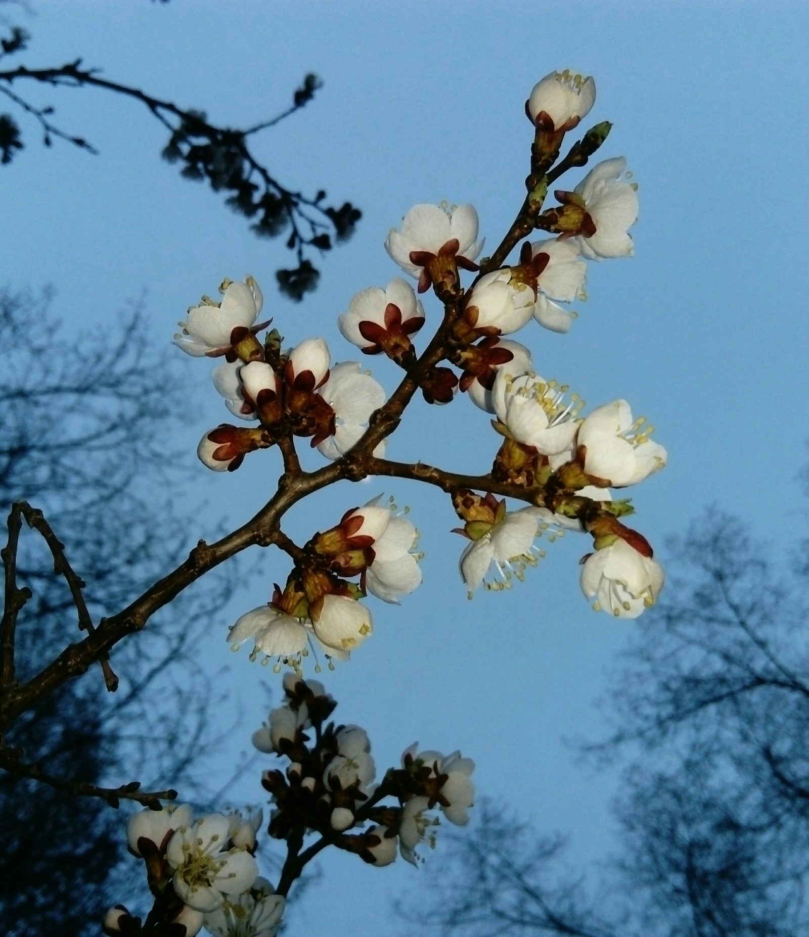 Nature - My, Spring on Zarechnaya Street, The nature of Russia, beauty of nature