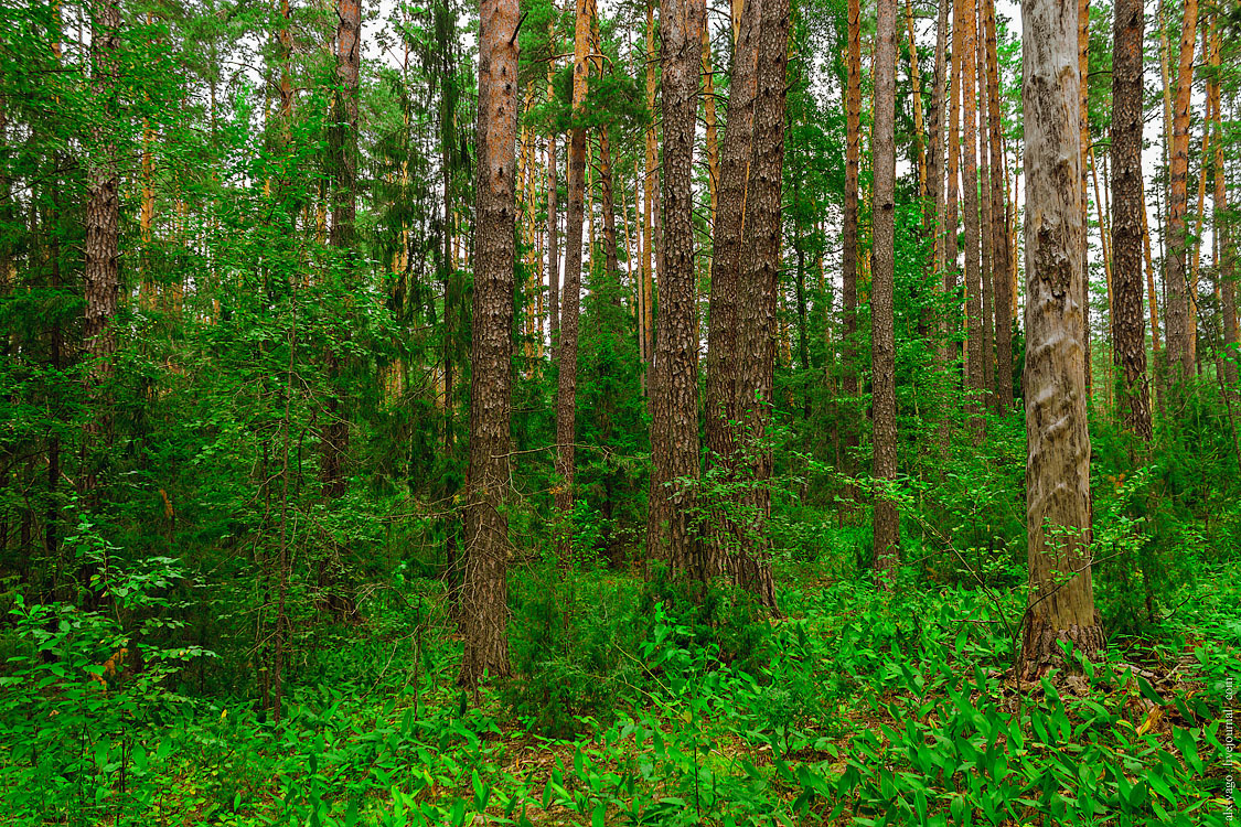 Bicycle tour of Mari-Chuvashia. - My, Travels, Bike trip, Travel across Russia, The photo, Mari El, Volzhsk, Zelenodolsk, Longpost