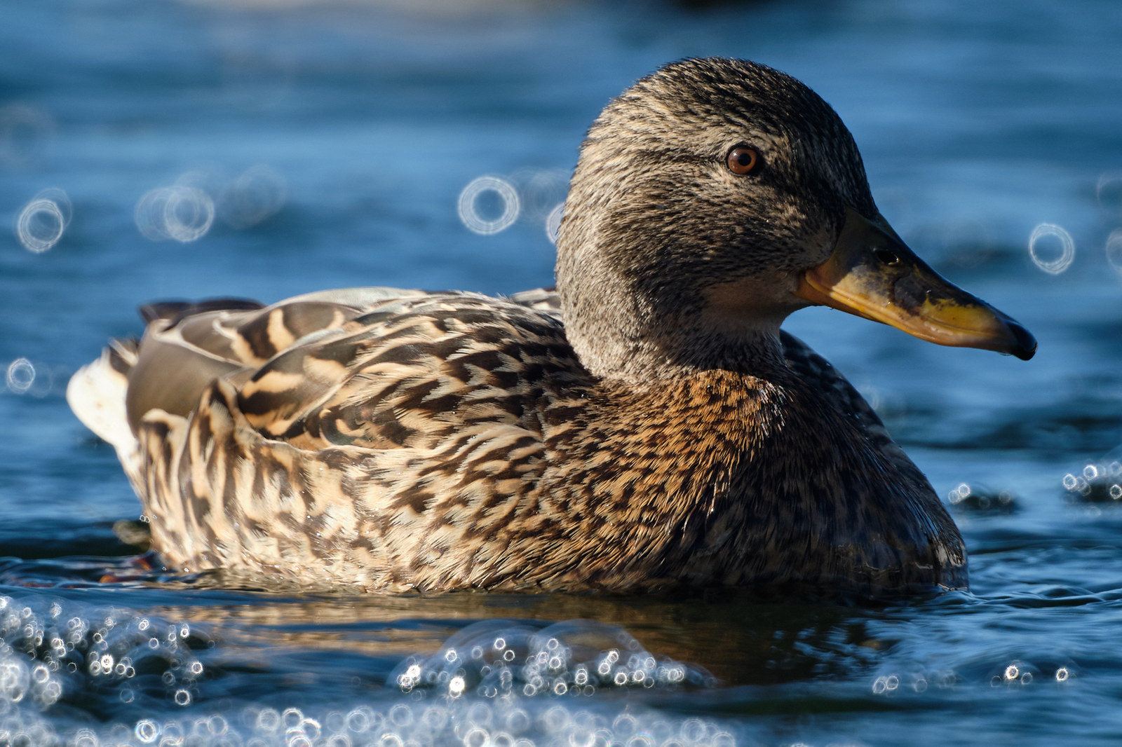 Ducks - My, Duck, The photo, The park, Zm-5sa, Longpost