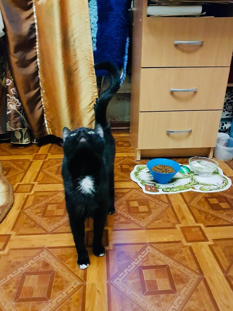 The black cat Mona is a victim of her owners' greed. We are looking for a home for her. Time is running out. [The cat went to a new home] - My, Saint Petersburg, cat, Help, The photo, Longpost, No rating, In good hands, Helping animals