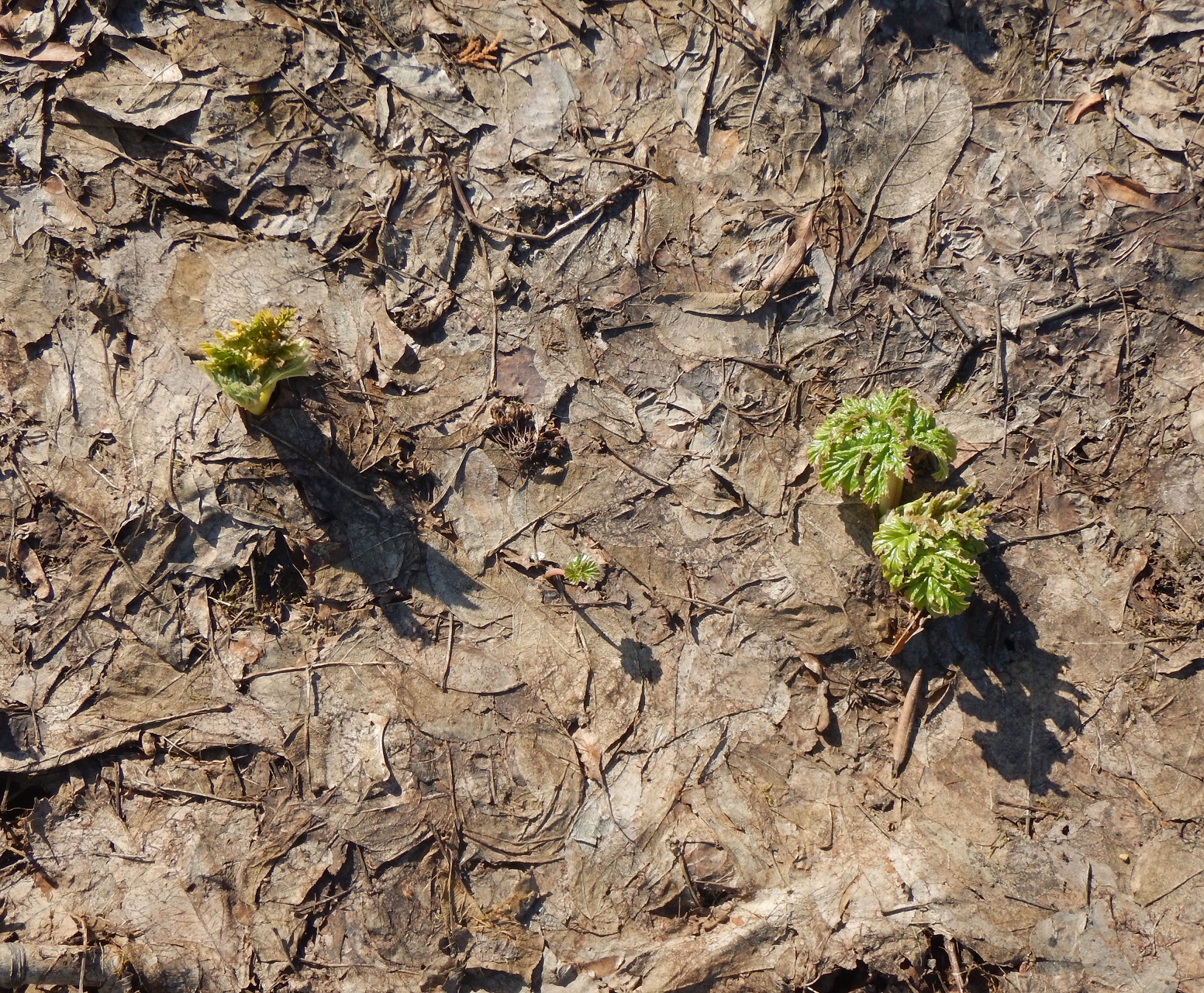 Zerg hogweed congratulates earthlings on Cosmonautics Day 2019 - My, The photo, Earthlings vs. Hogweed, Hogweed, Weeds, Nature, Spring, Greenery, Plants, Longpost