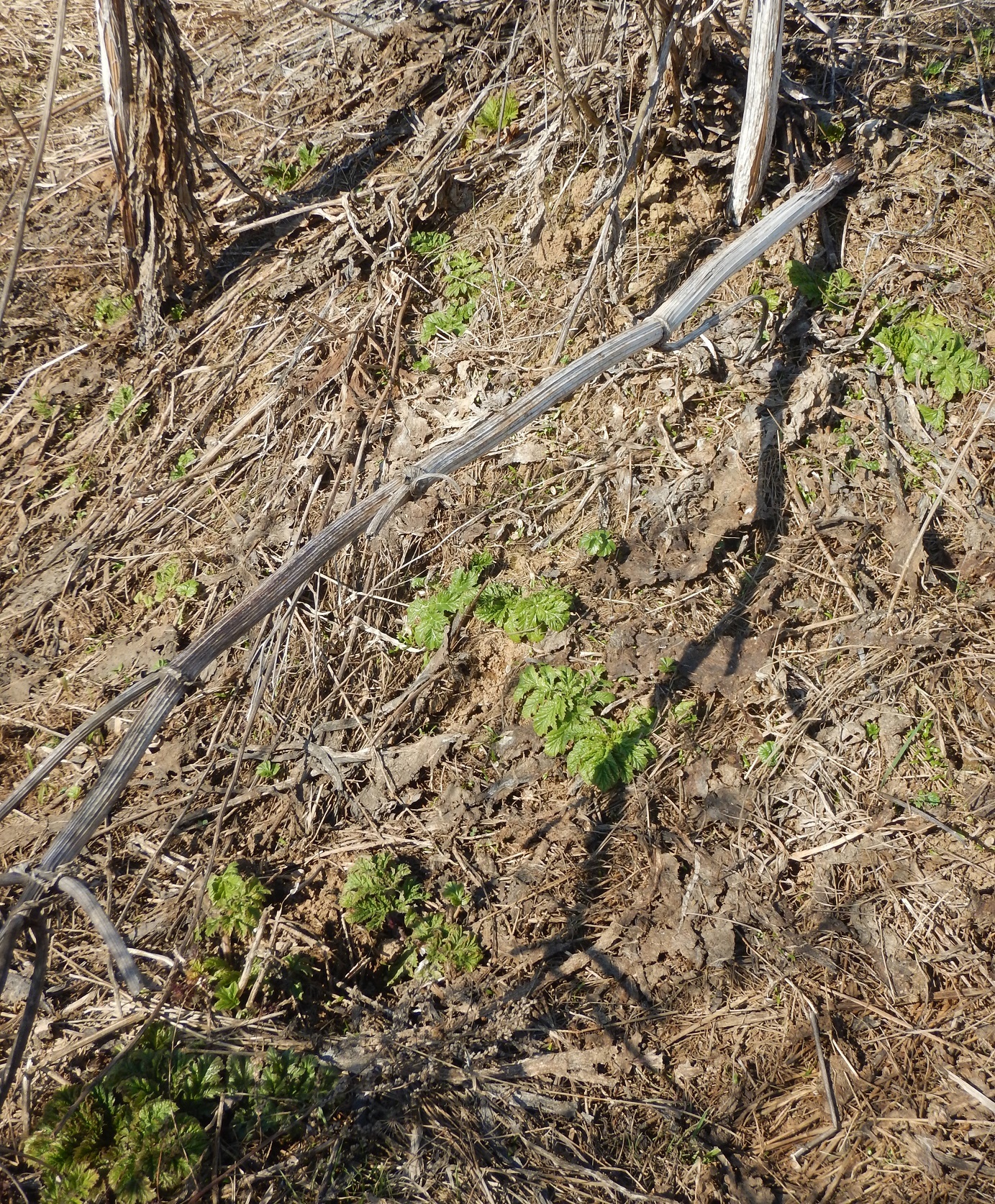 Zerg hogweed congratulates earthlings on Cosmonautics Day 2019 - My, The photo, Earthlings vs. Hogweed, Hogweed, Weeds, Nature, Spring, Greenery, Plants, Longpost