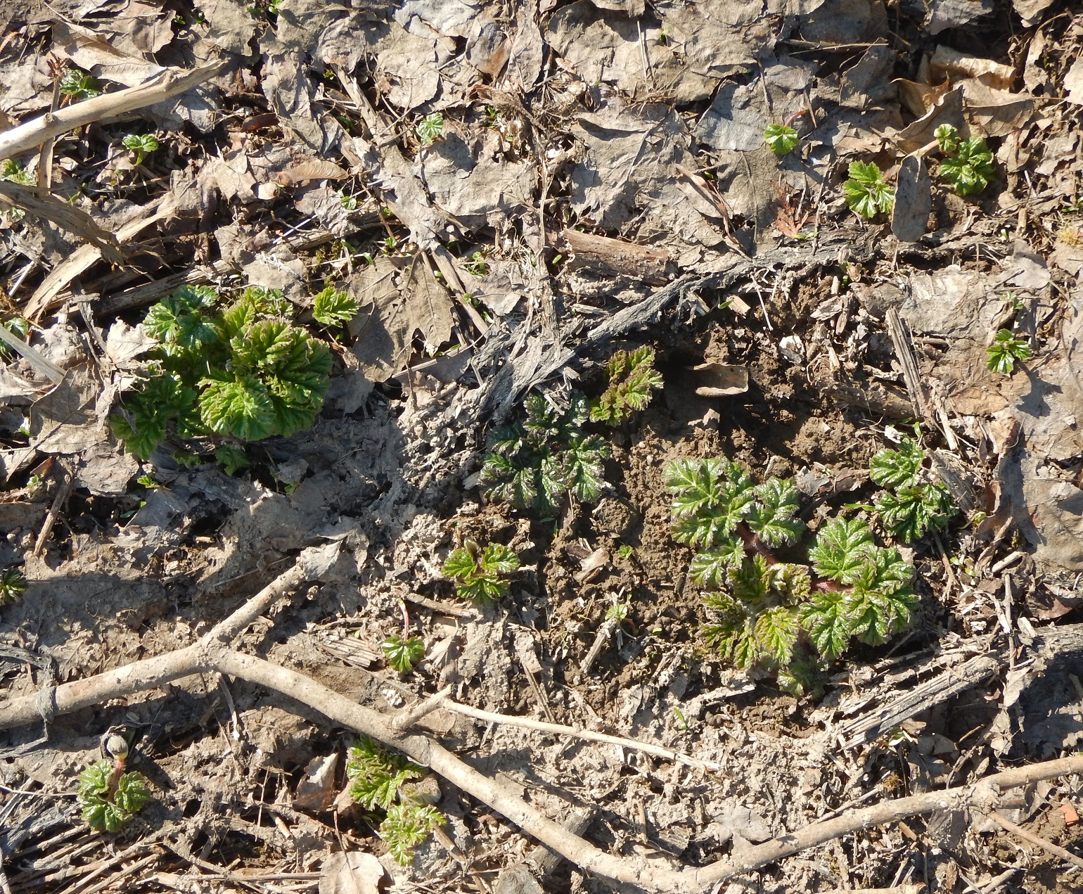 Zerg hogweed congratulates earthlings on Cosmonautics Day 2019 - My, The photo, Earthlings vs. Hogweed, Hogweed, Weeds, Nature, Spring, Greenery, Plants, Longpost