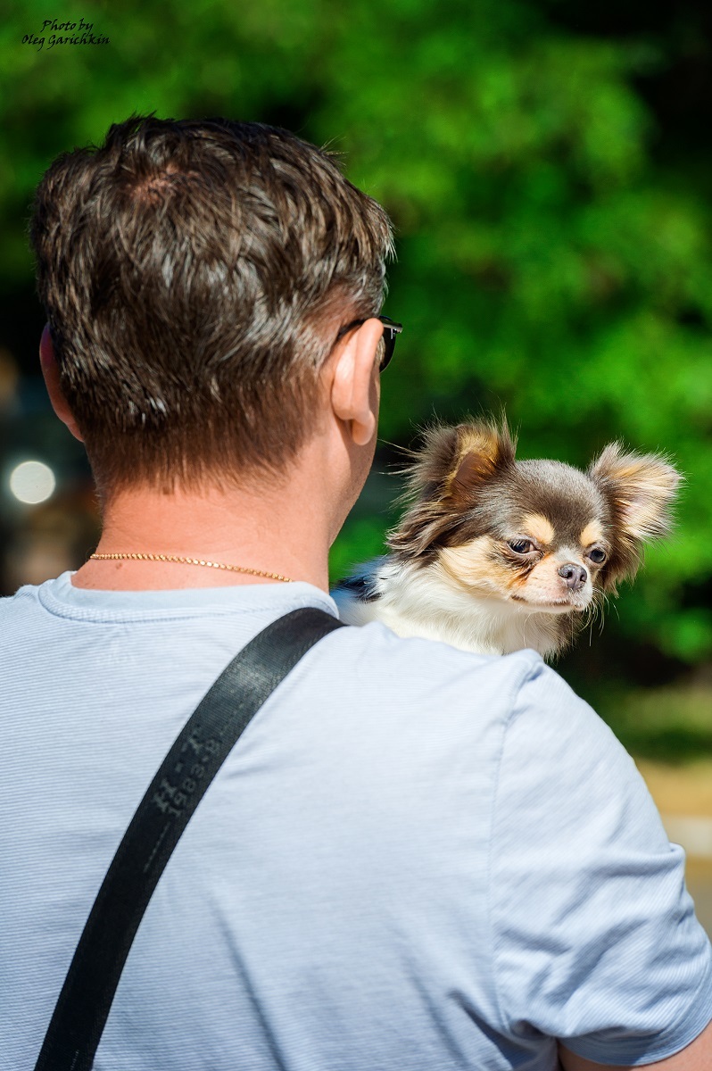 I continue to publish reportage pictures from dog shows that took place in the South of Russia in 2018, pleasant viewing))) - My, Dog, Dogs and people, Dog show, Animalistics, Longpost